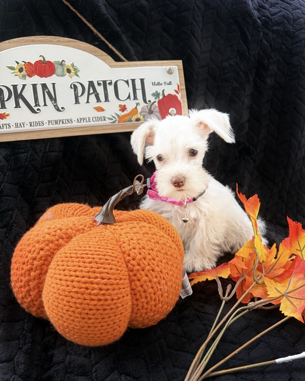 Mini/toy schnauzer puppies image 2