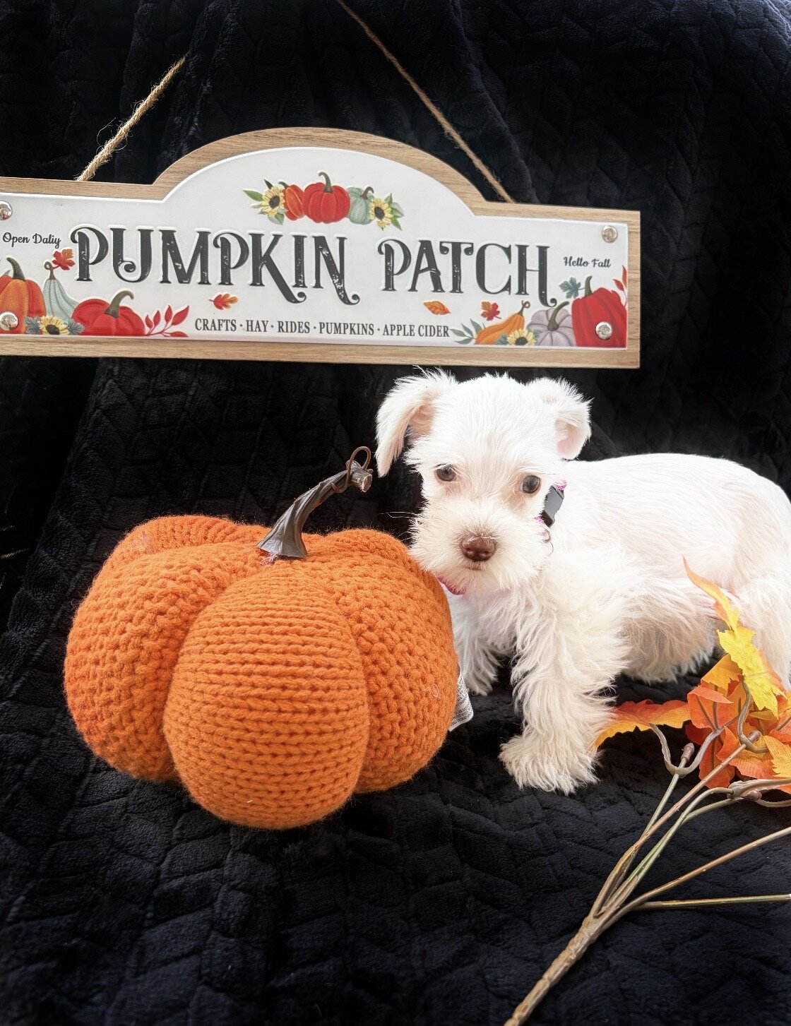 Mini/toy schnauzer puppies image 3