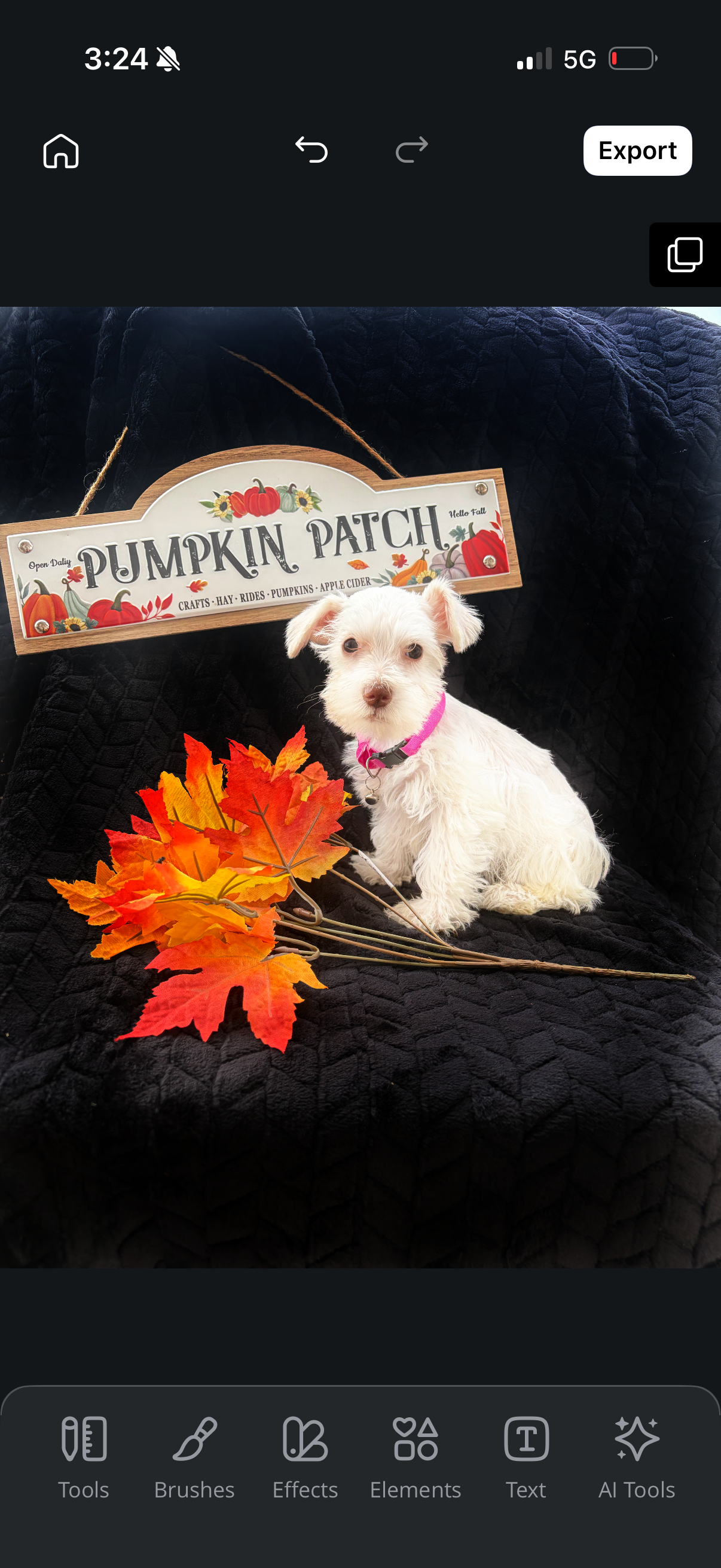 Mini/toy schnauzer puppies image 4
