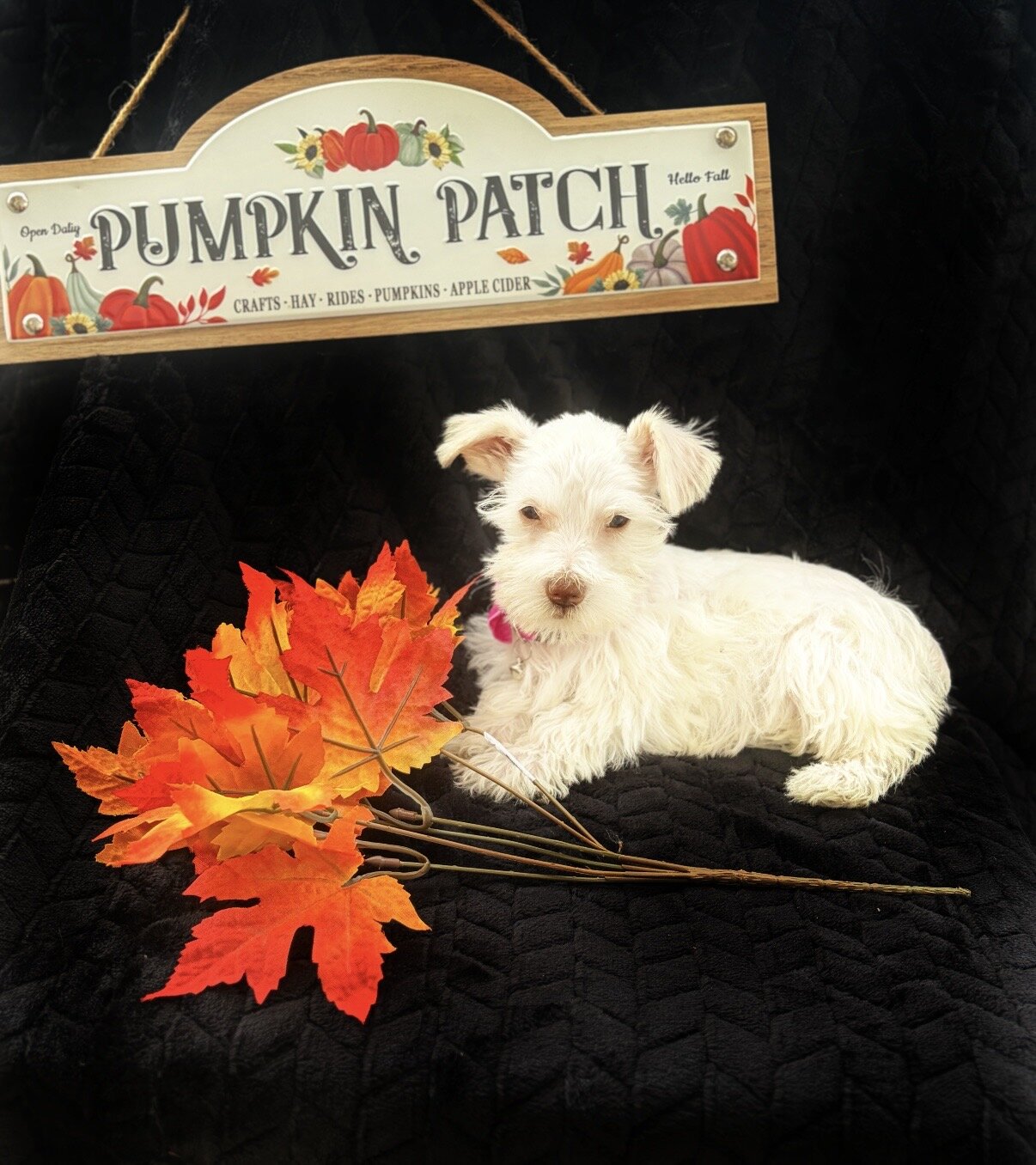 Mini/toy schnauzer puppies image 1