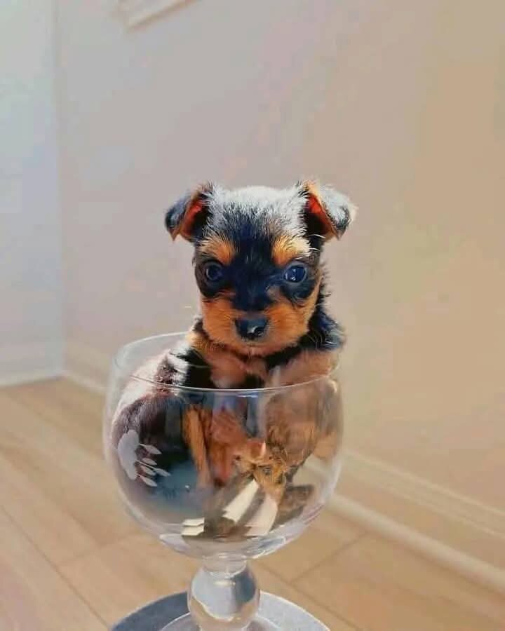 Gorgeous Teacup Yorkie Puppies! image 4
