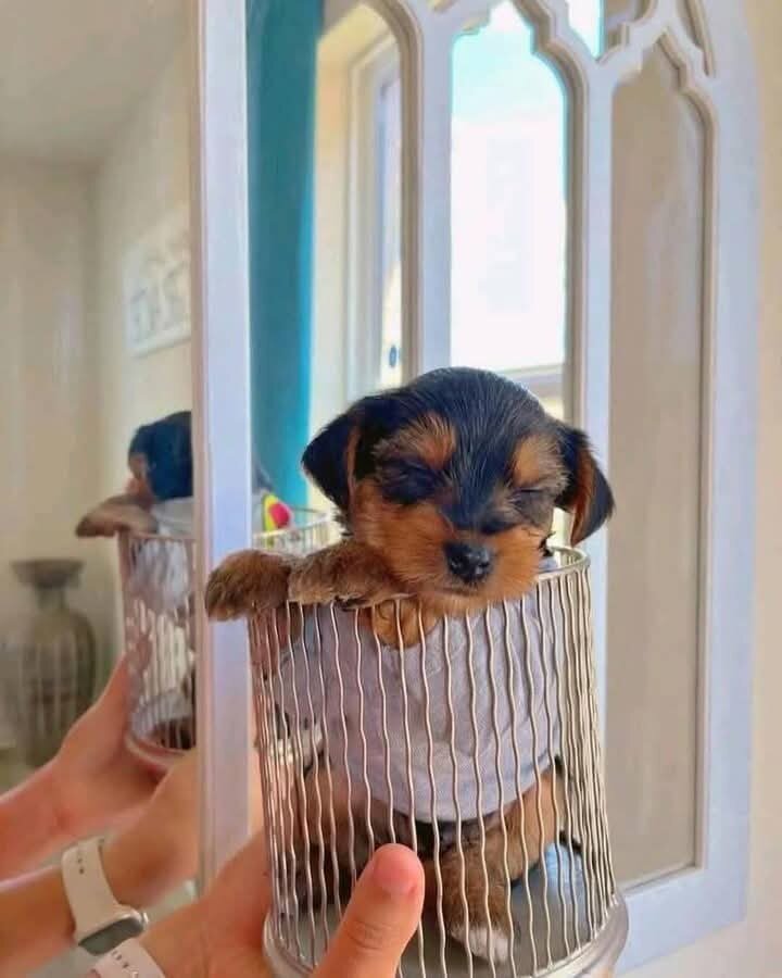 Gorgeous Teacup Yorkie Puppies! image 3