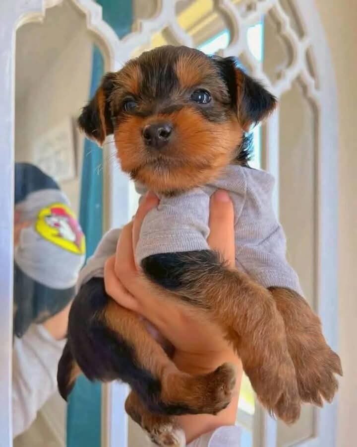 Gorgeous Teacup Yorkie Puppies! image 1