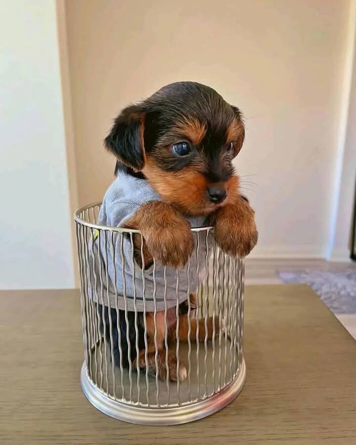 Gorgeous Teacup Yorkie Puppies! image 2