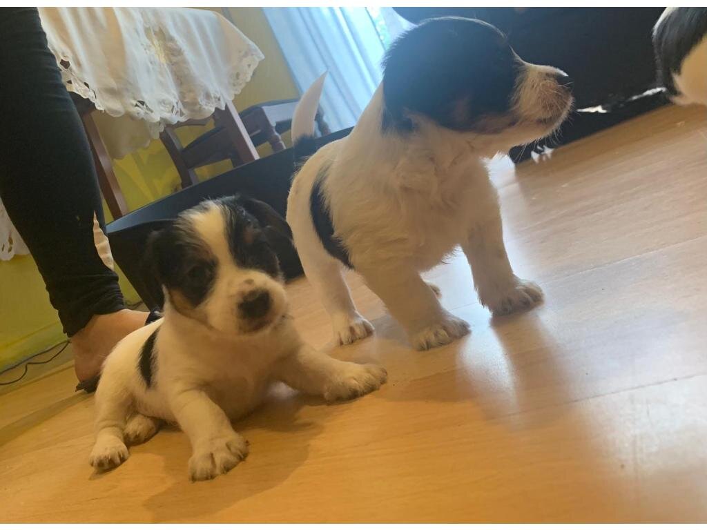 Males and females Jack Russell puppies available image 1