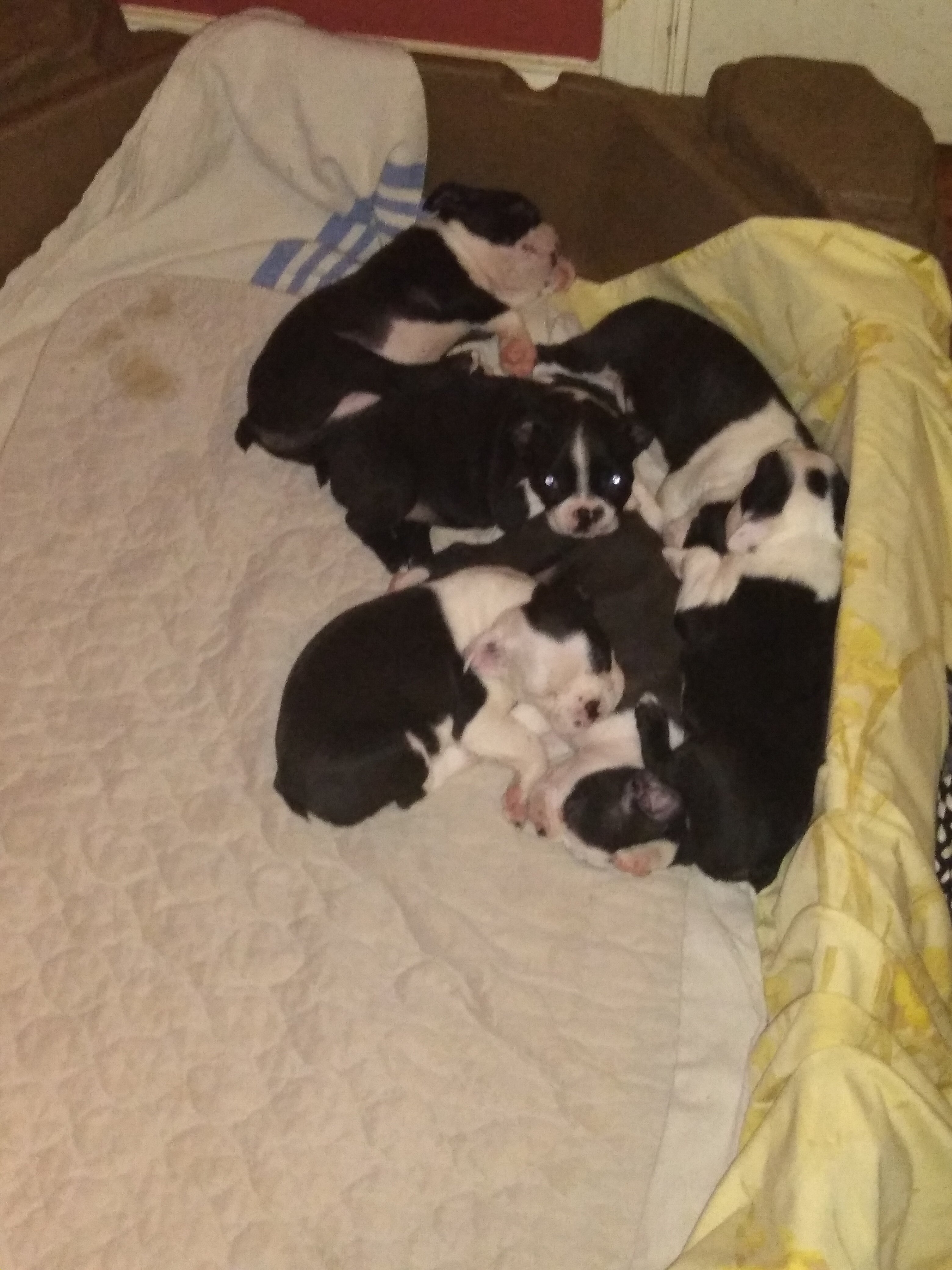 8 week old Boston Terrier Puppies image 1