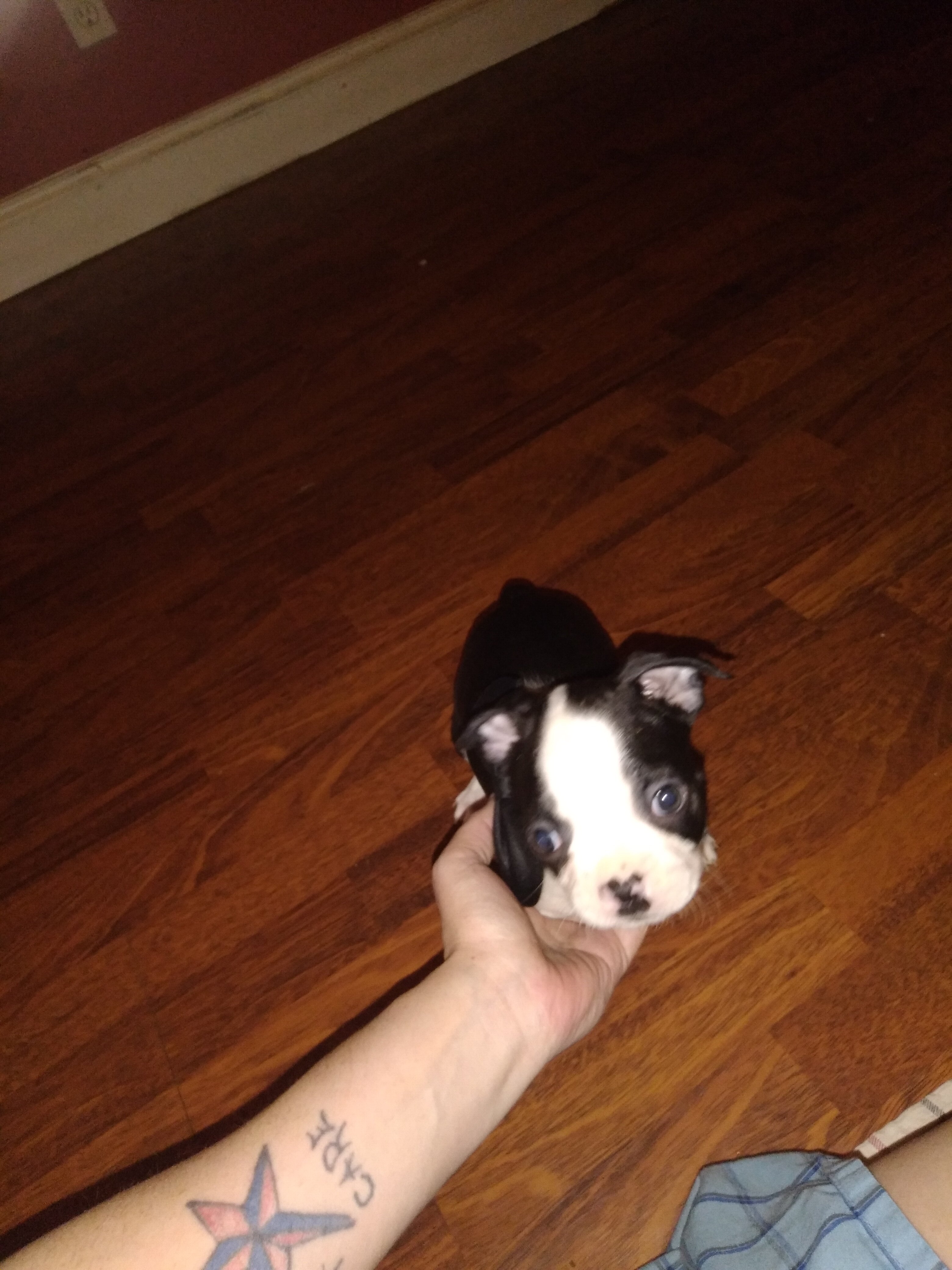 8 week old Boston Terrier Puppies image 2