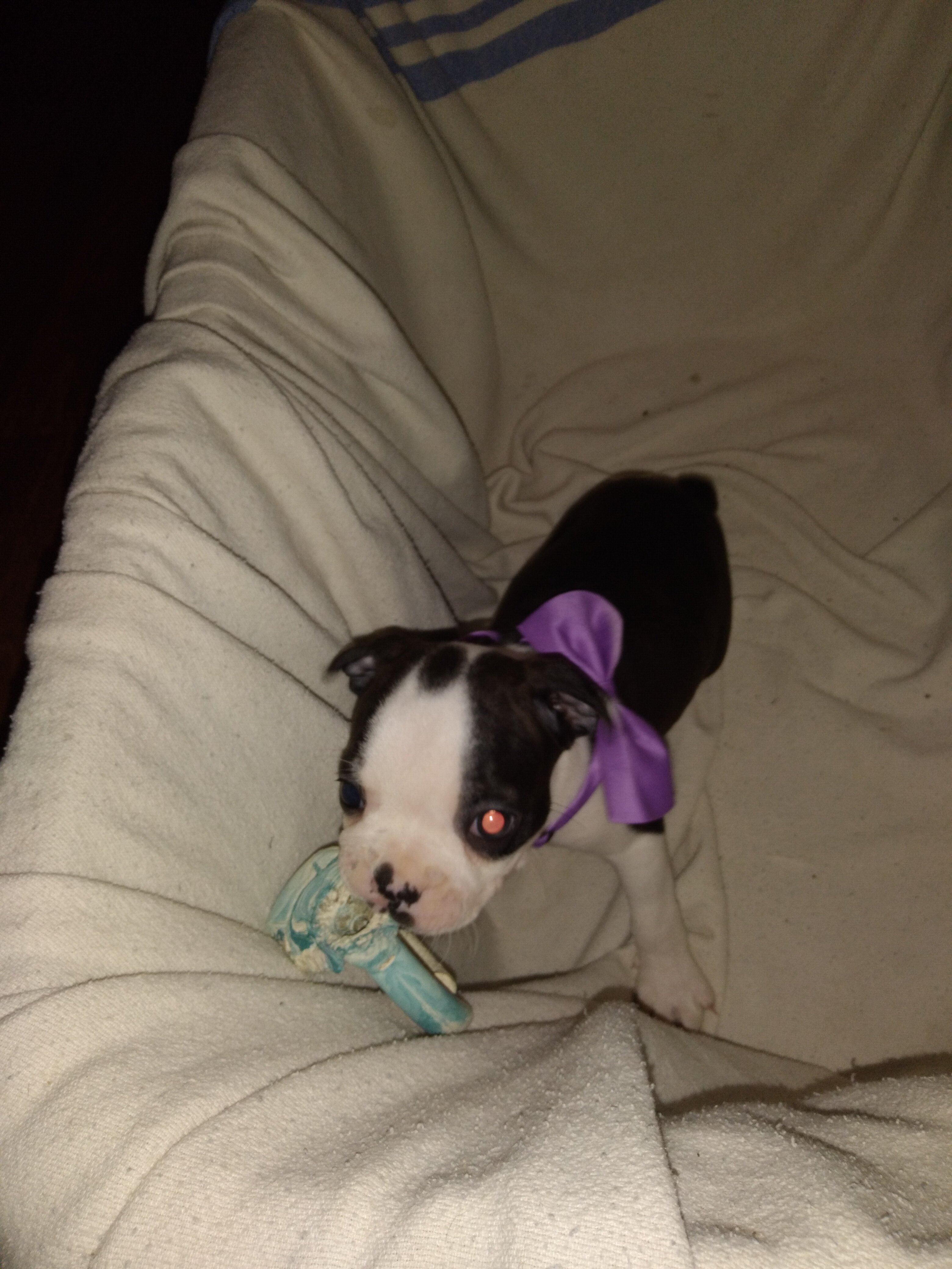 8 week old Boston Terrier Puppies image 3