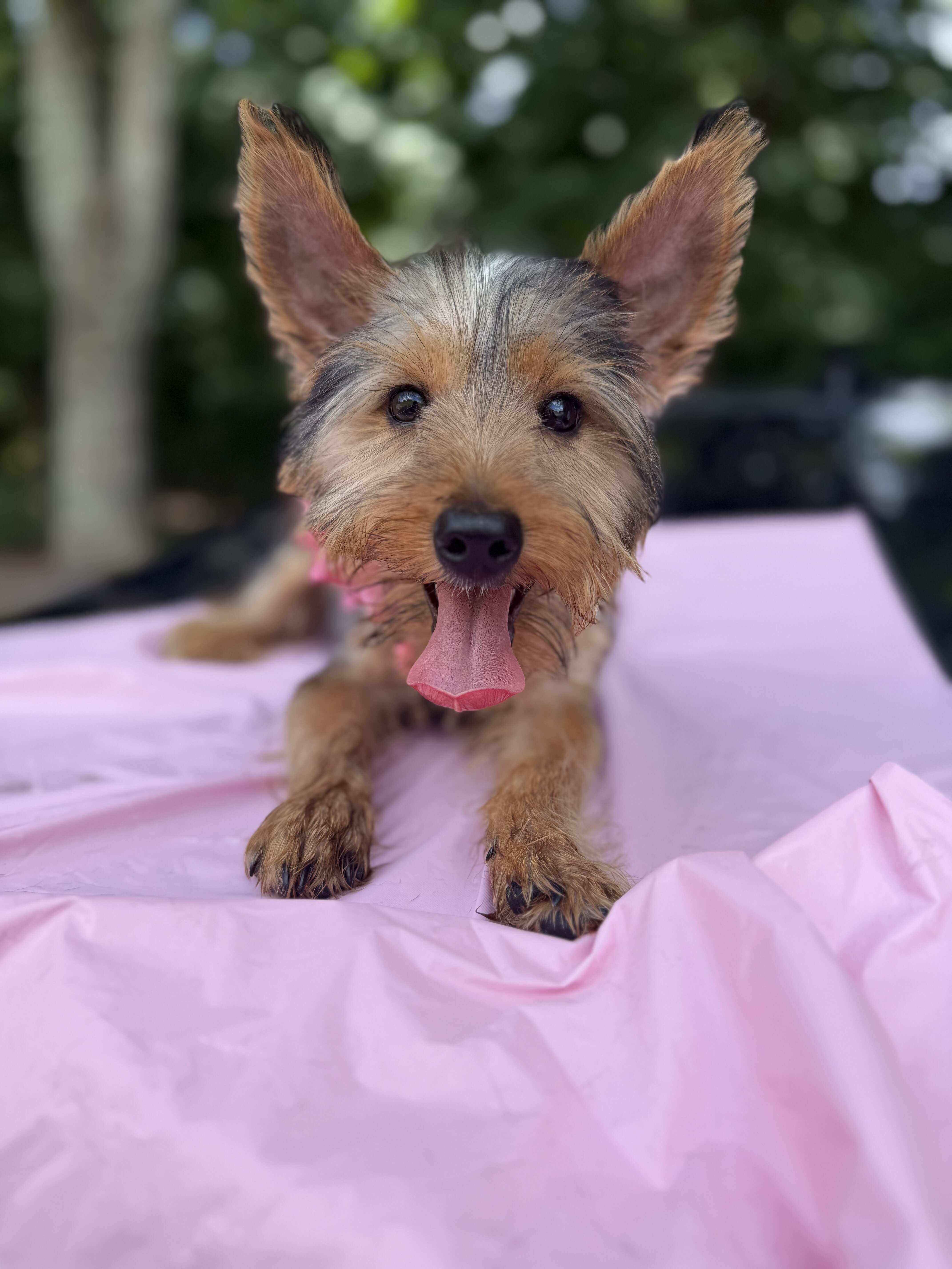 Male Yorkie Puppy image 1