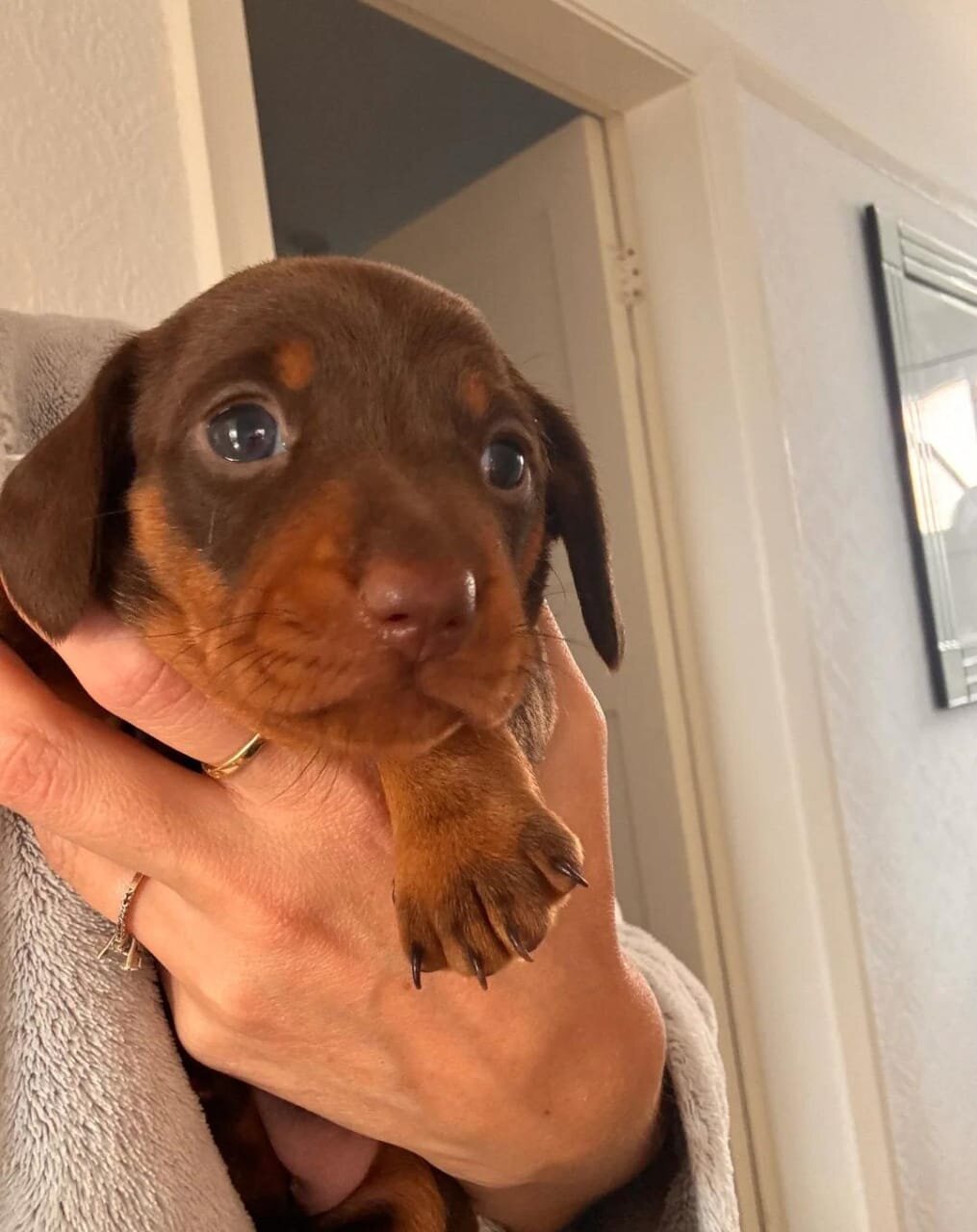 Miniature Dachshund image 4