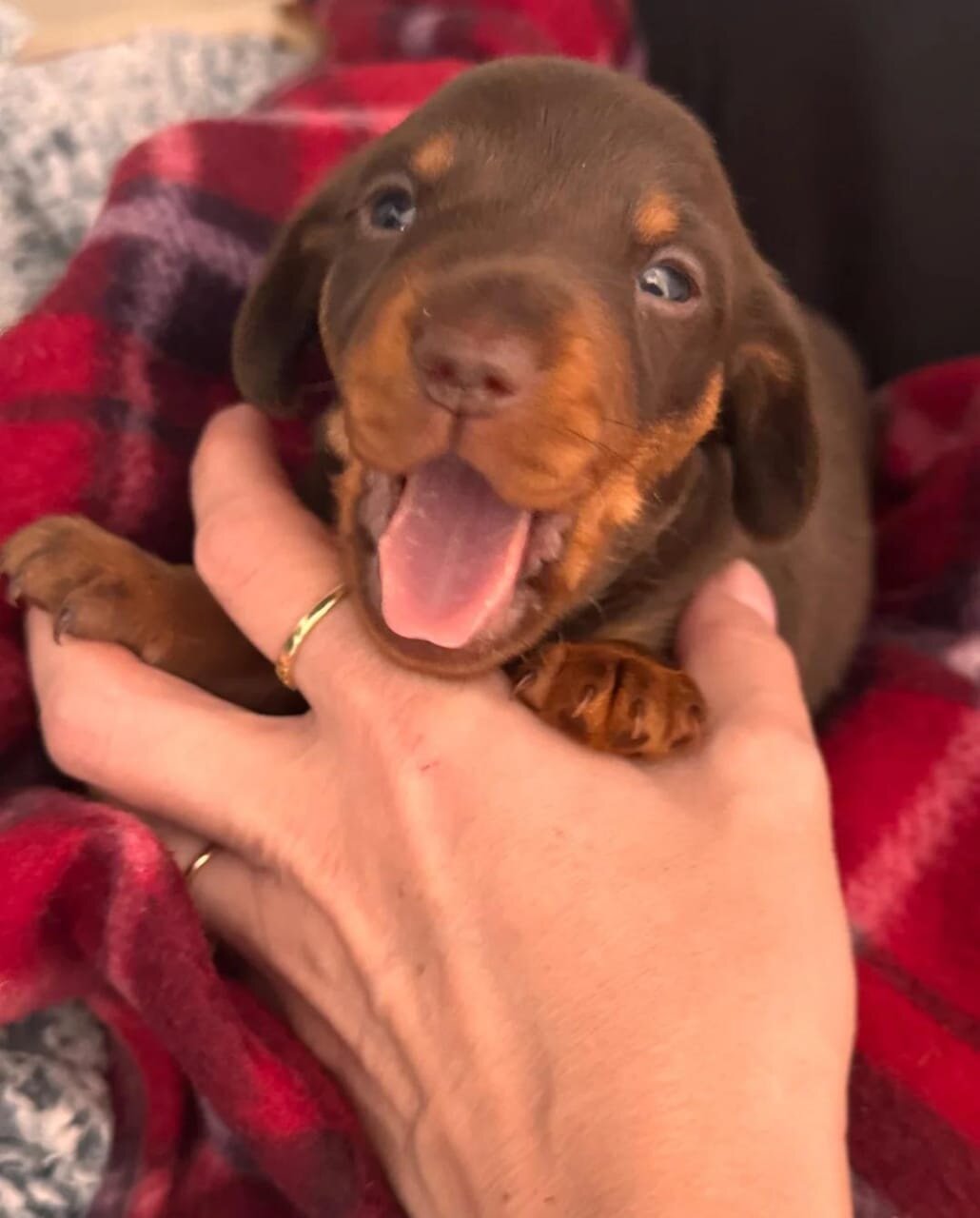 Miniature Dachshund image 3