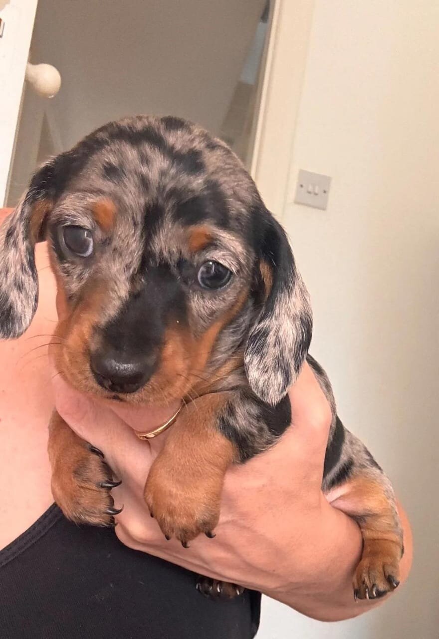 Miniature Dachshund image 2