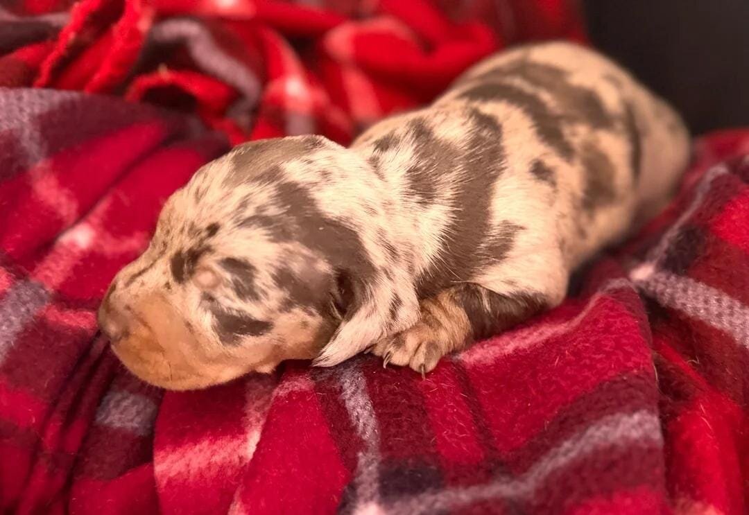 Miniature Dachshund image 1