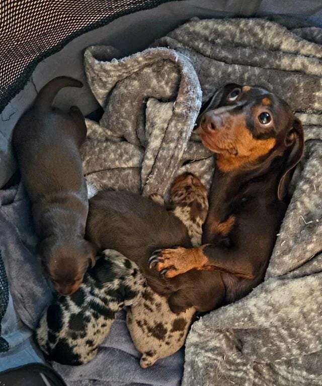 Miniature Dachshund image 5