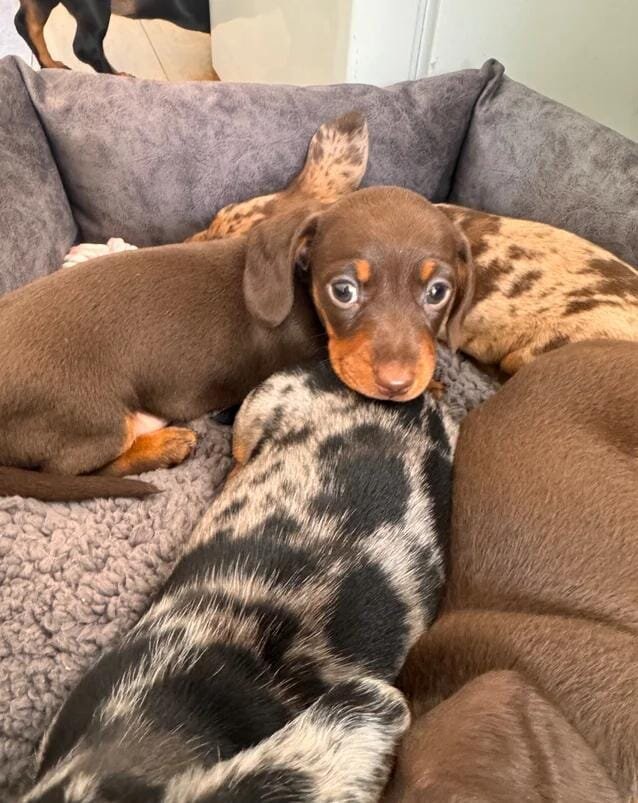Miniature Dachshund image 6