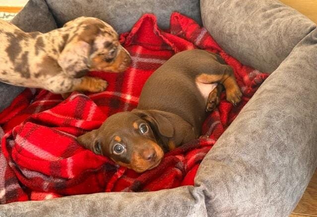Miniature Dachshund image 7