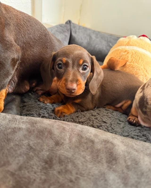 Miniature Dachshund image 8