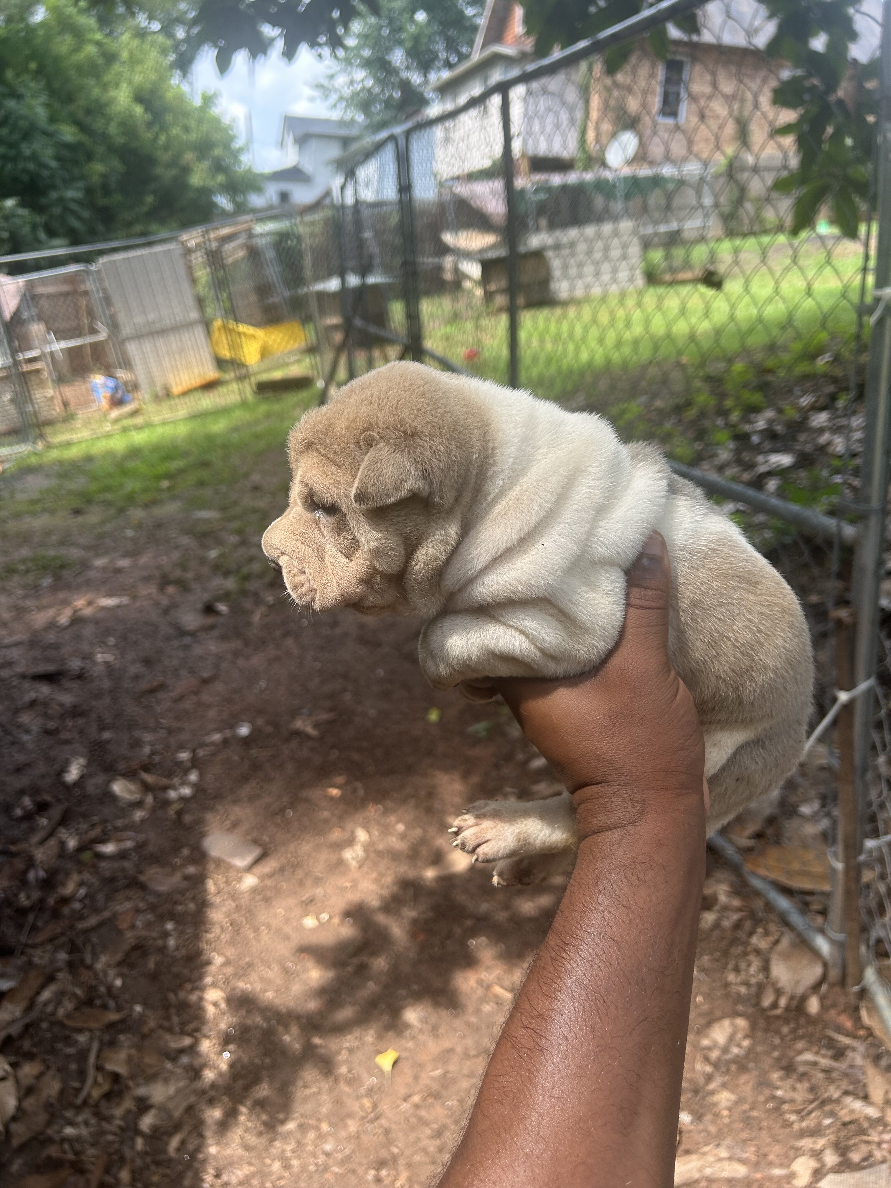 Chinese Shar pei image 2