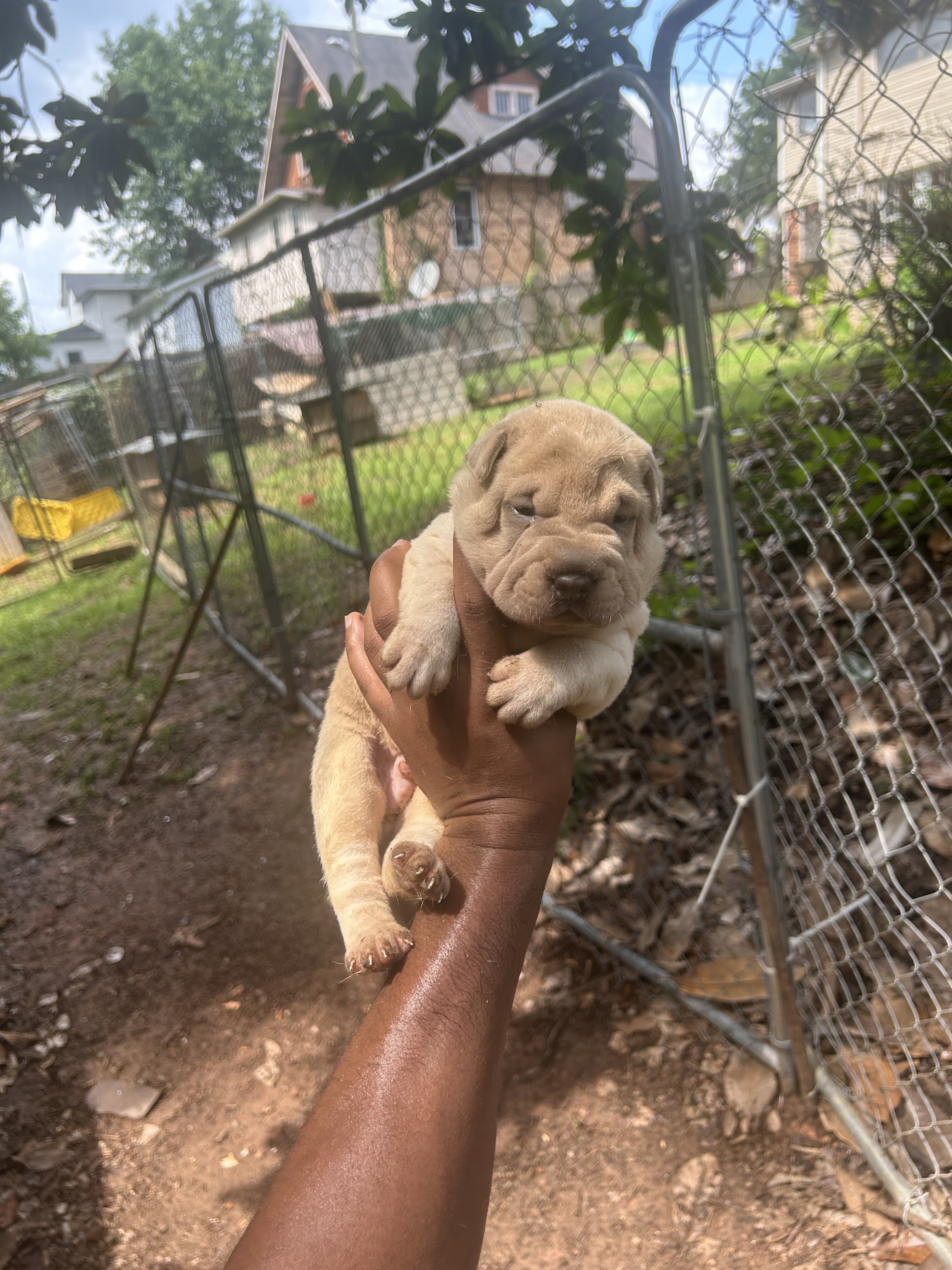 Chinese Shar pei image 1