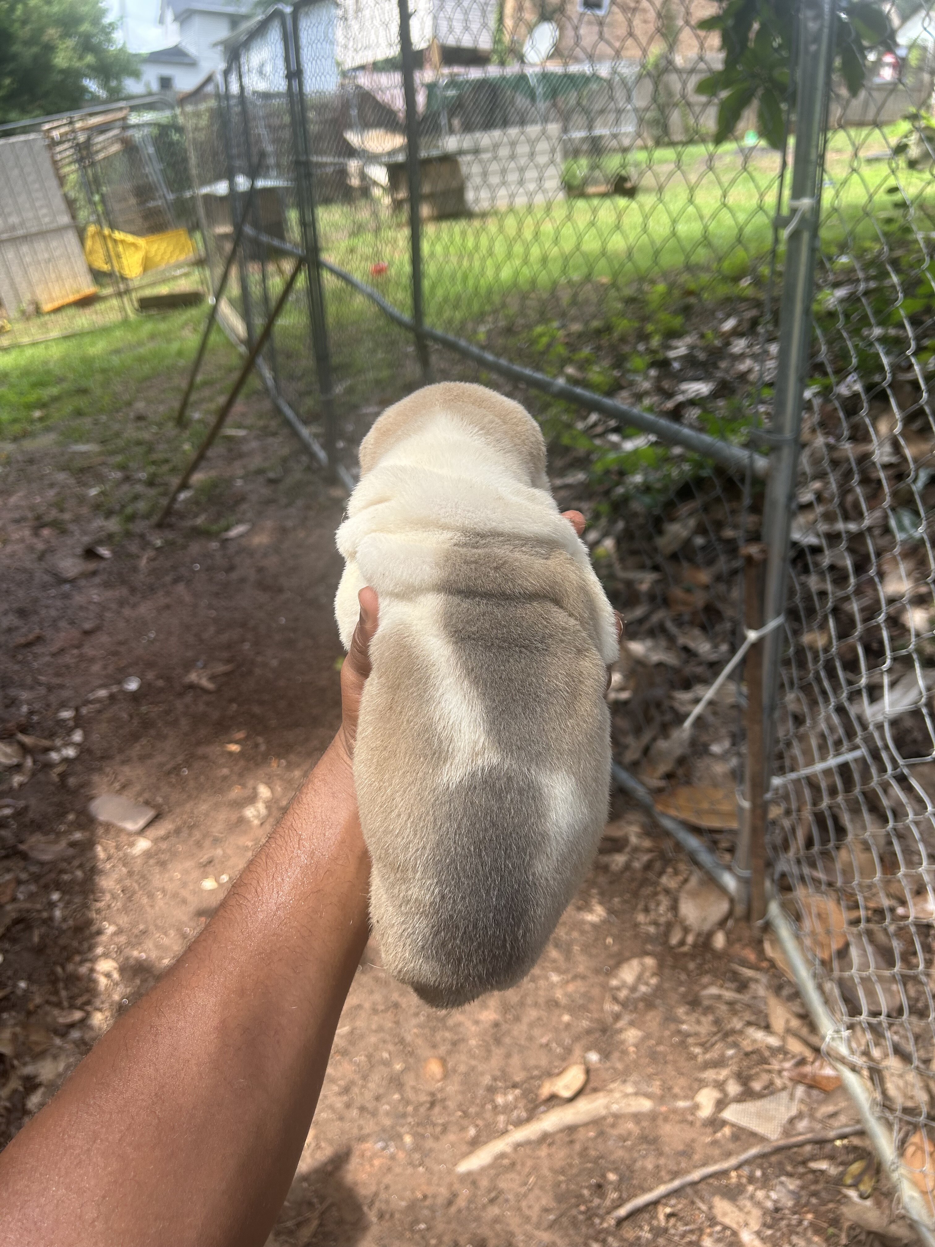 Chinese Shar pei image 4