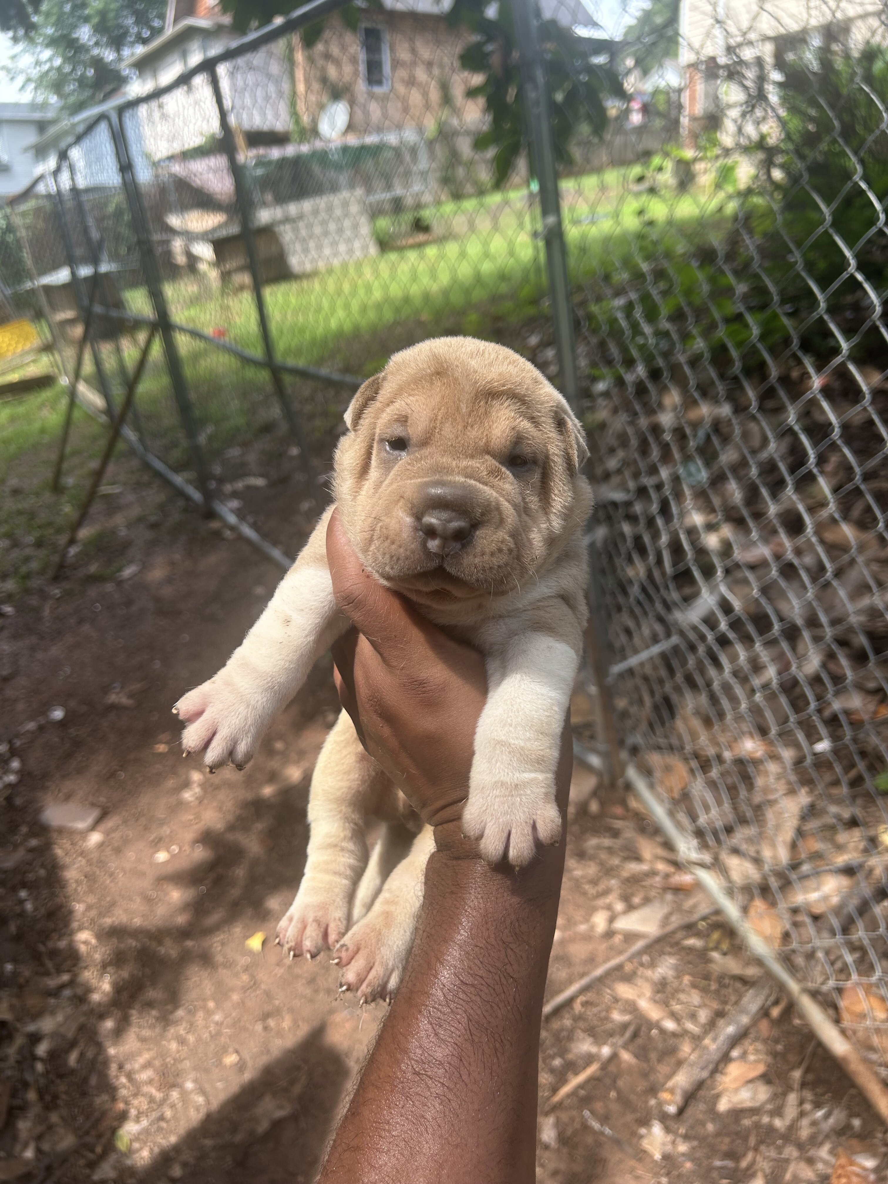 Chinese Shar pei image 3