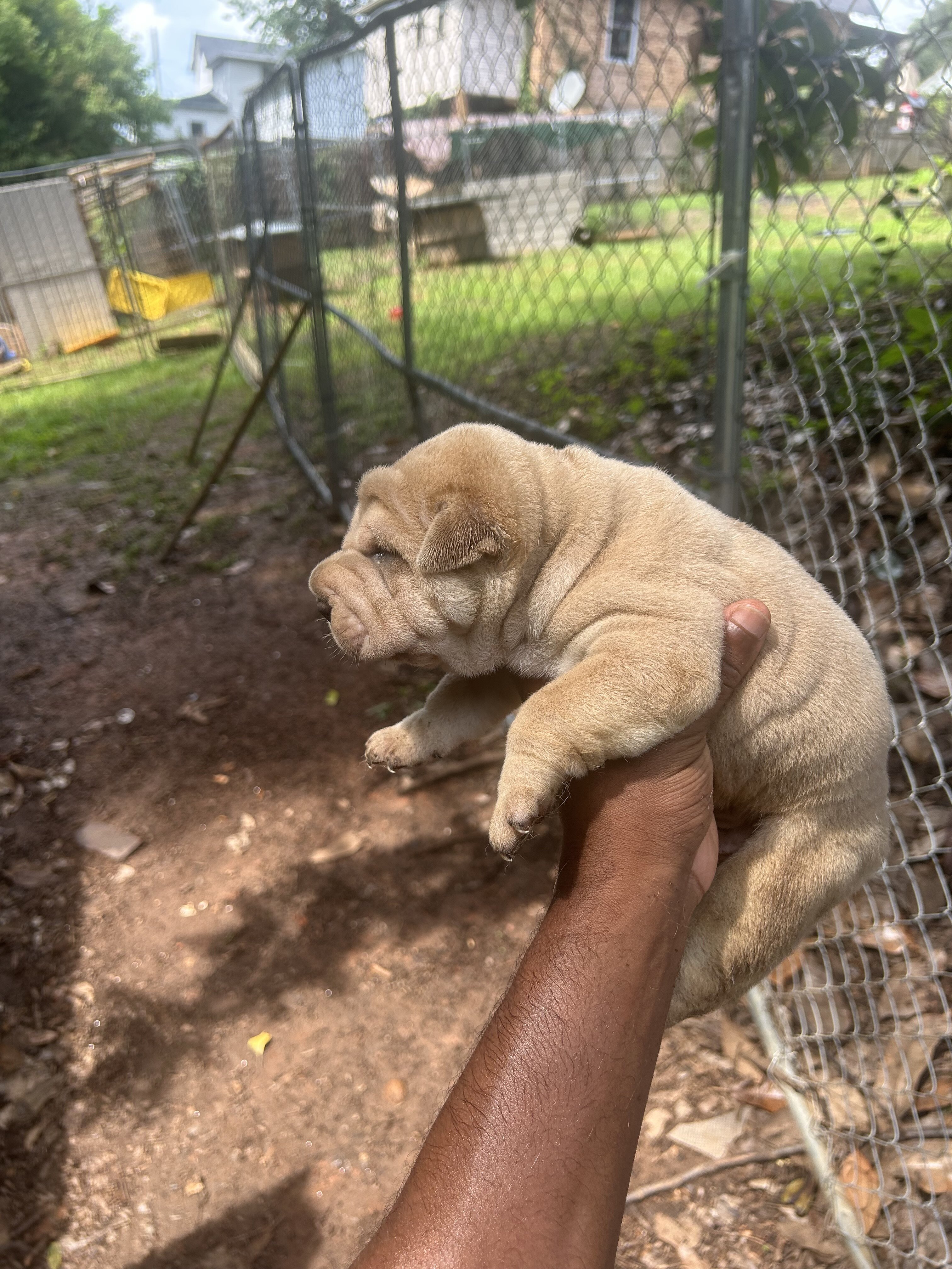 Chinese Shar pei image 6