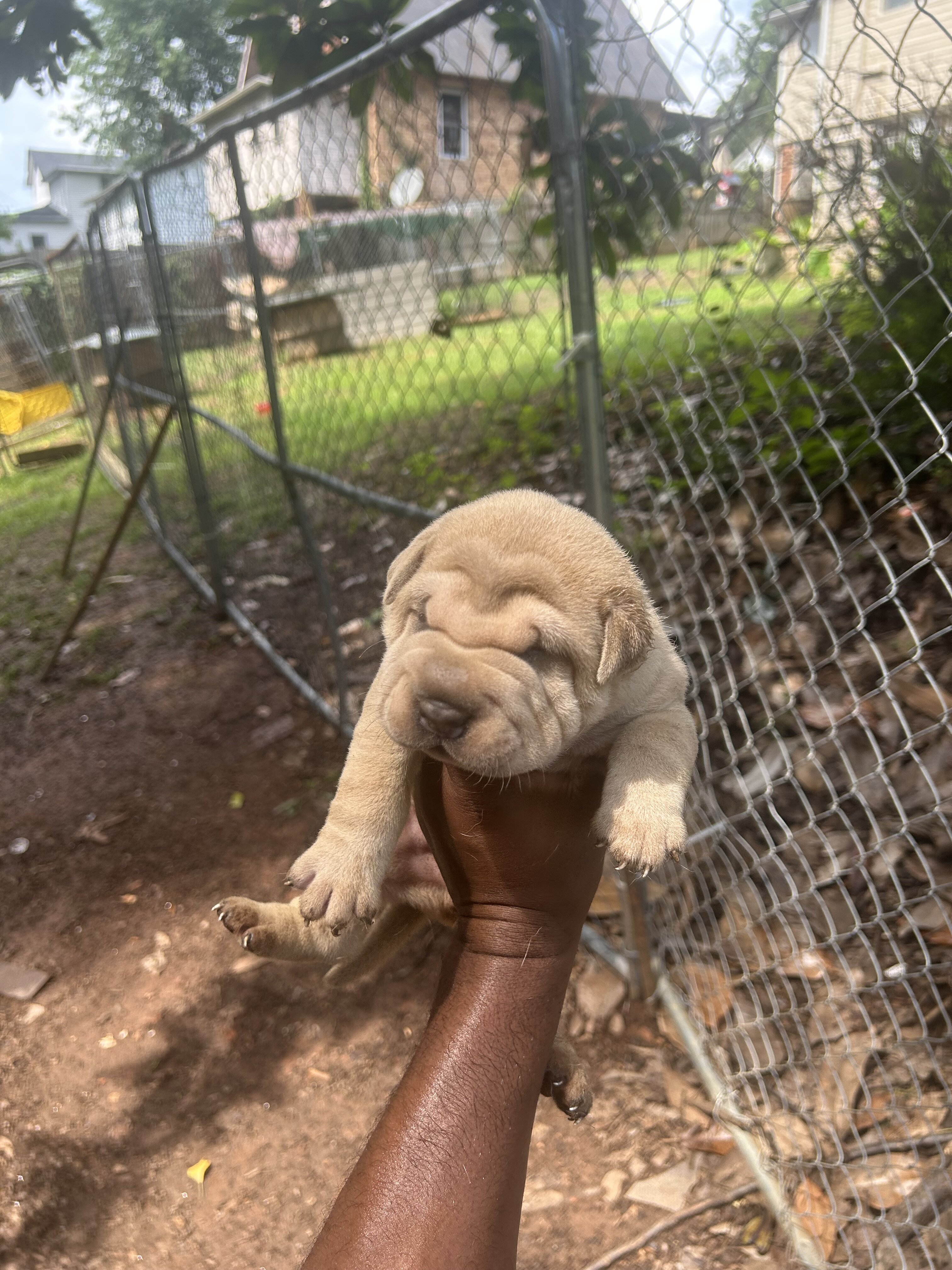 Chinese Shar pei image 5