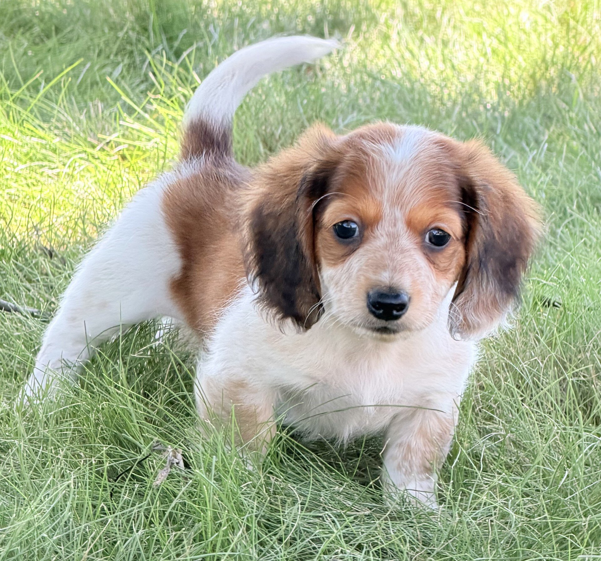 Tucker Male Mini Dachshund image 5