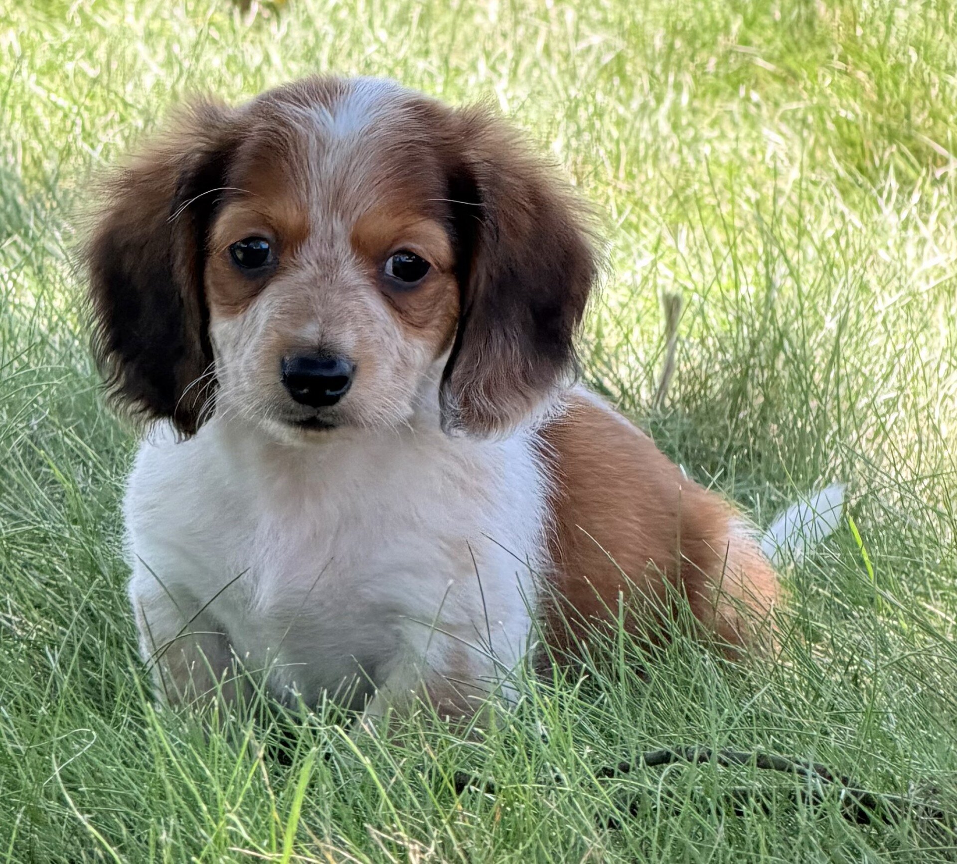 Tucker Male Mini Dachshund image 2