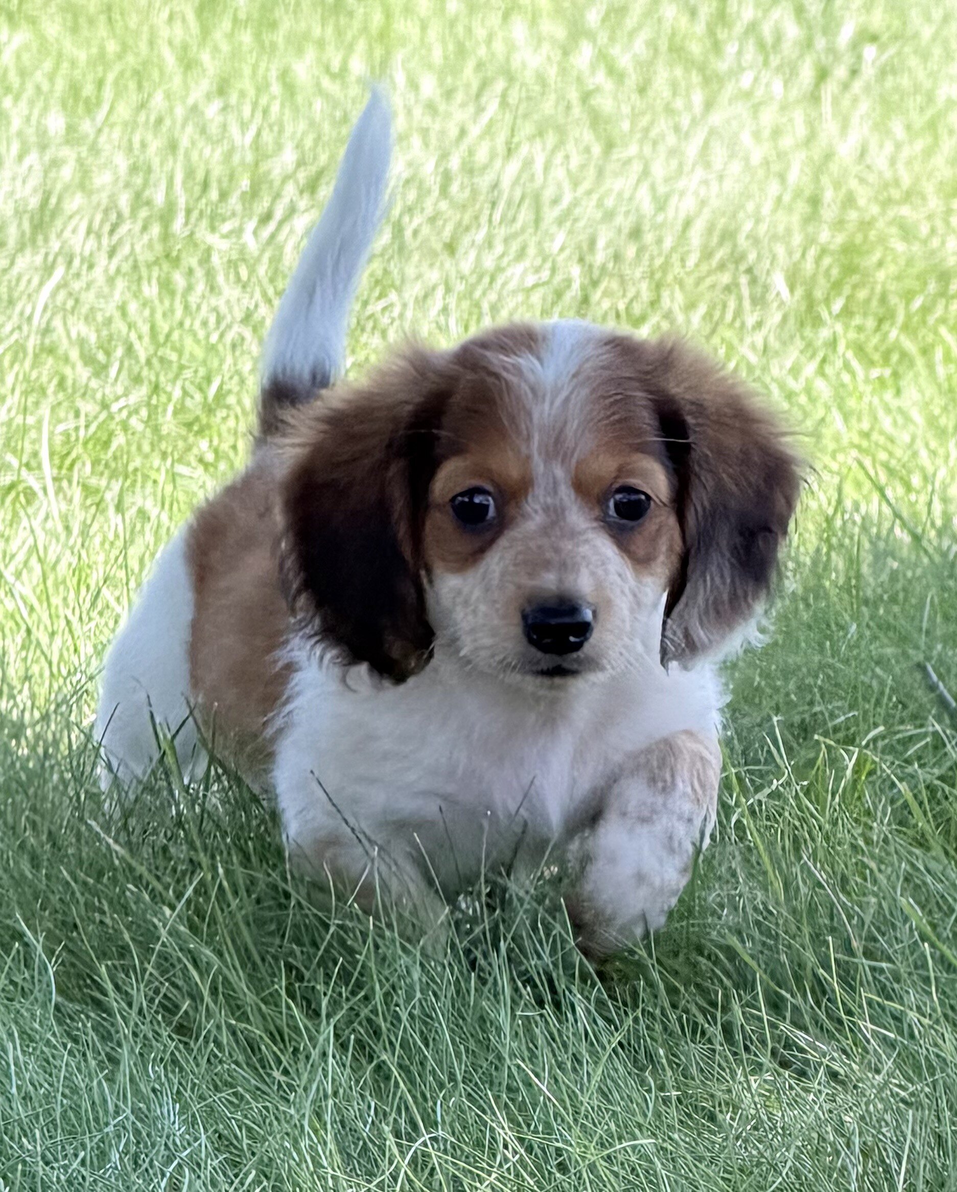 Tucker Male Mini Dachshund image 3