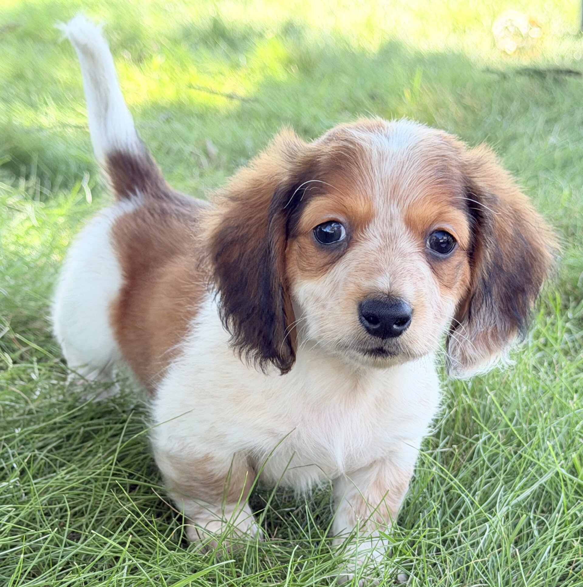 Tucker Male Mini Dachshund image 4