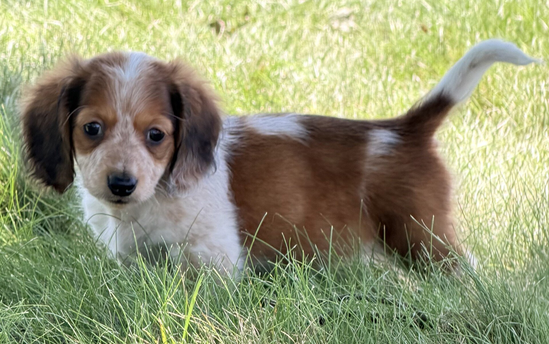 Tucker Male Mini Dachshund image 6