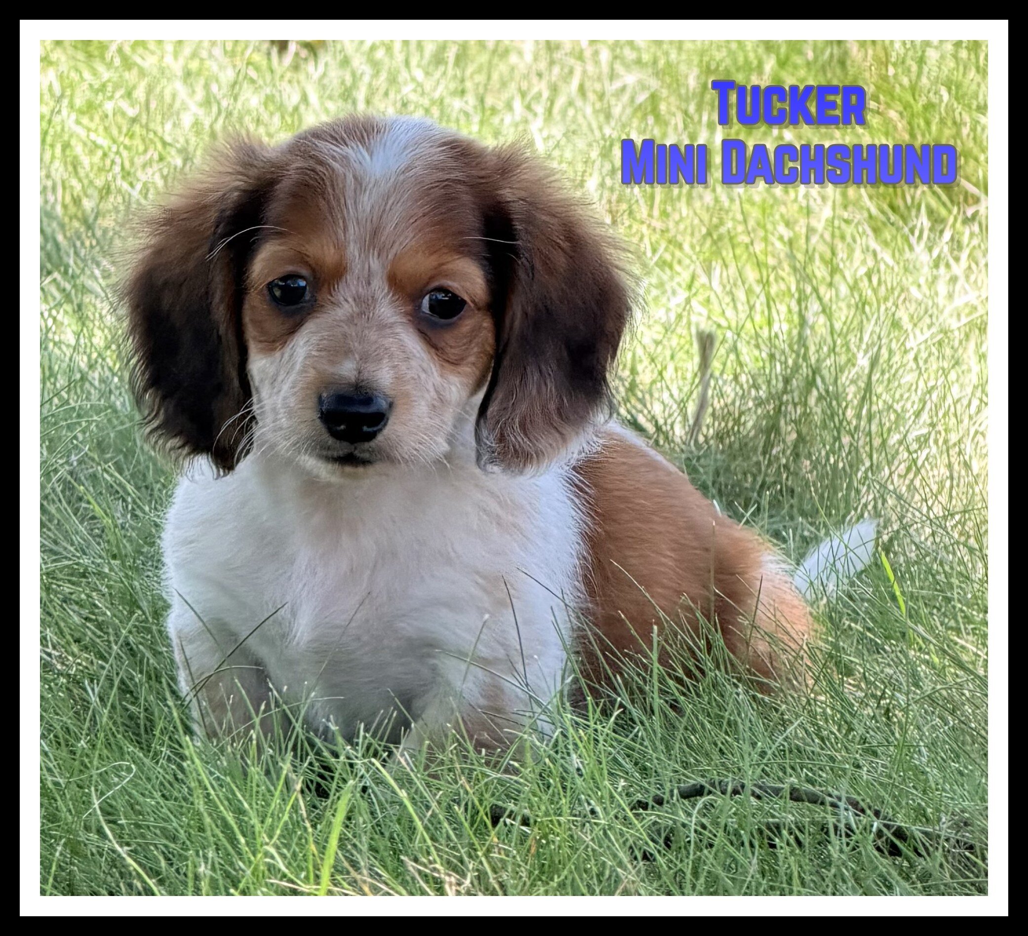 Tucker Male Mini Dachshund image 1