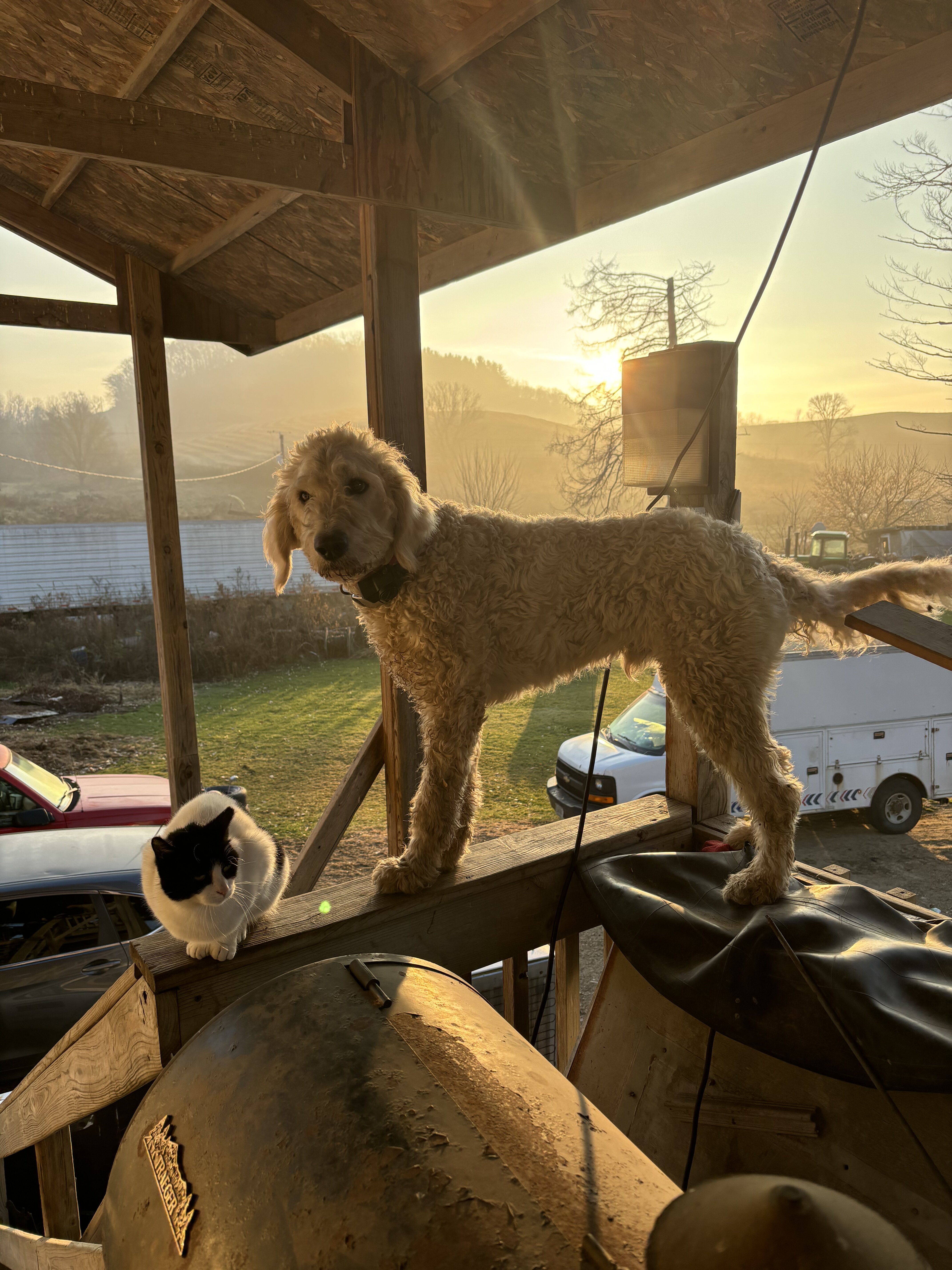 Goldendoodle image 1
