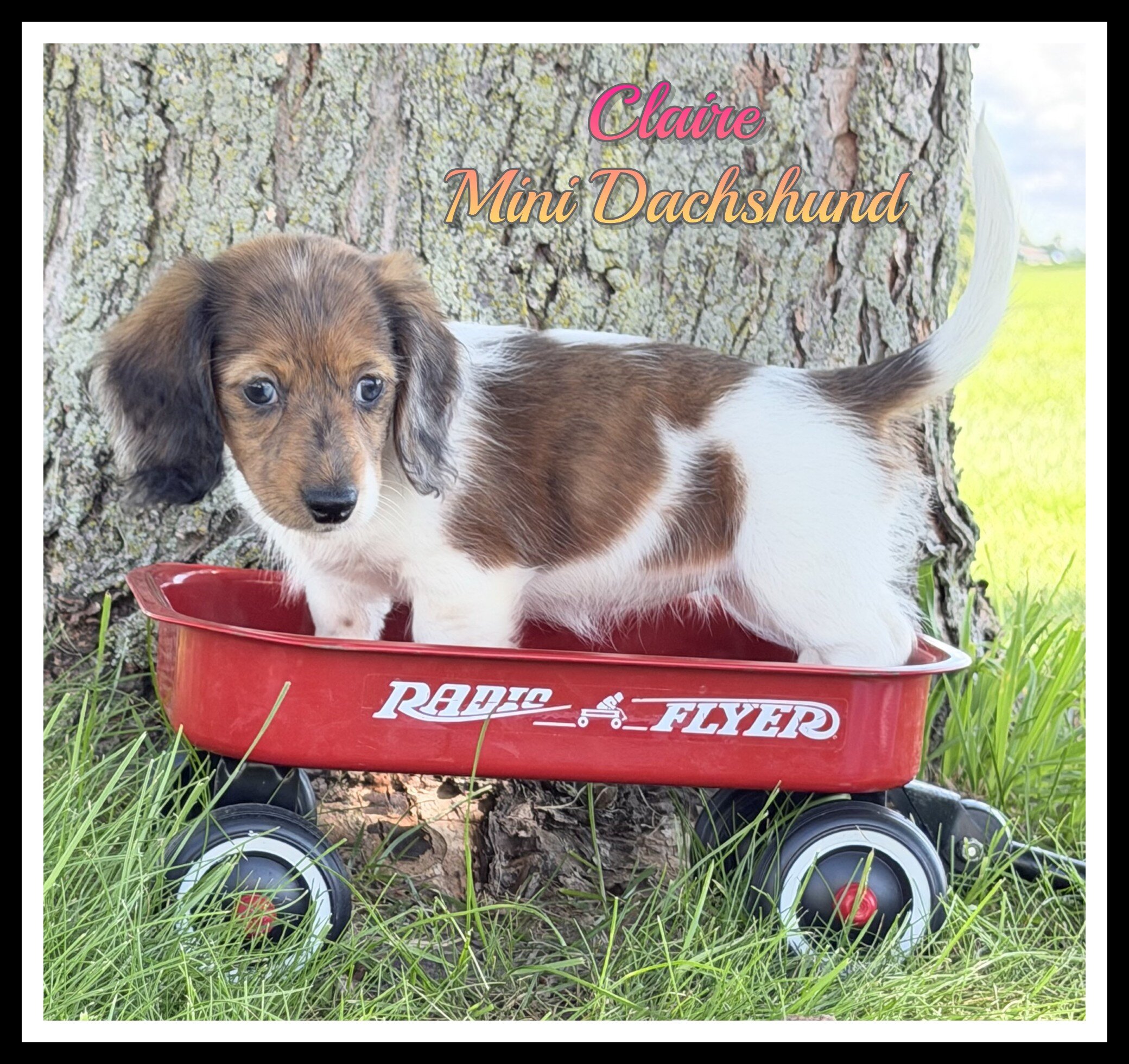 Claire Female Mini Dachshund image 1