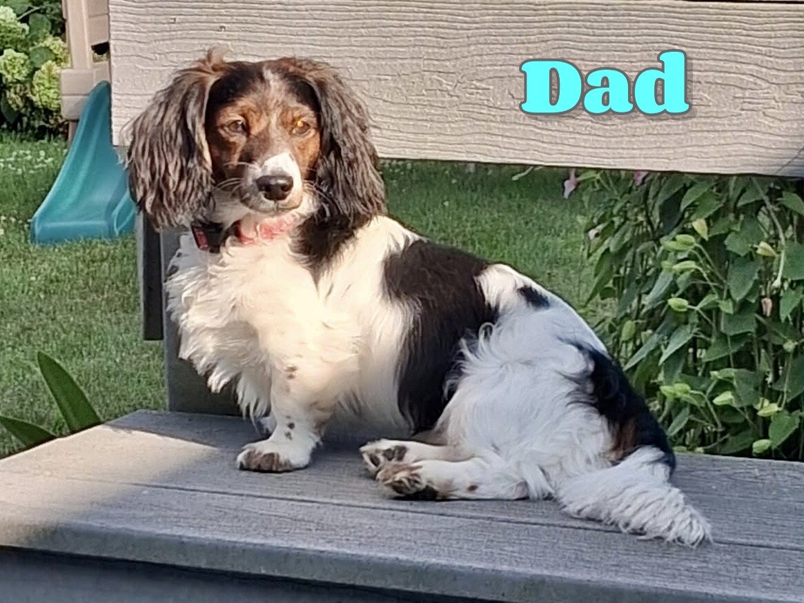 Claire Female Mini Dachshund image 7