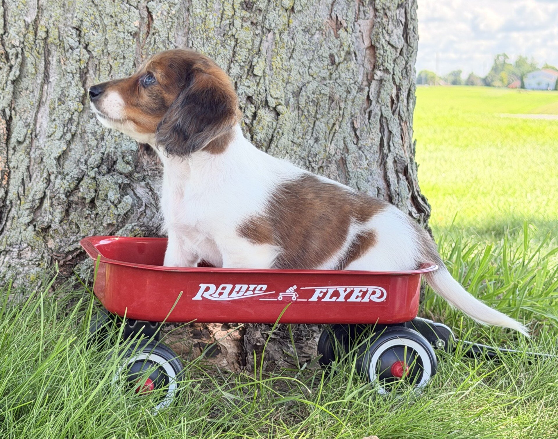 Claire Female Mini Dachshund image 5