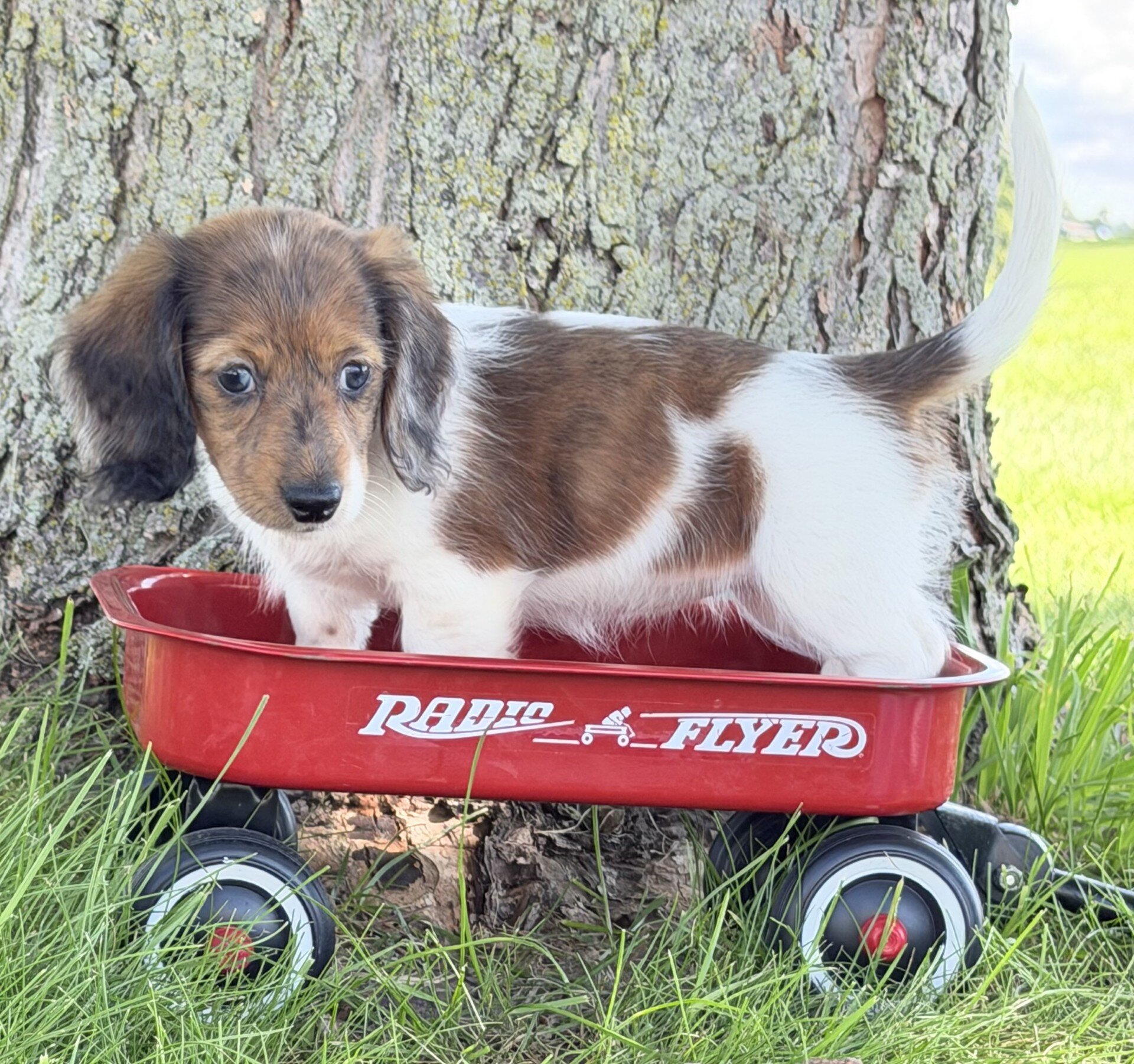 Claire Female Mini Dachshund image 4