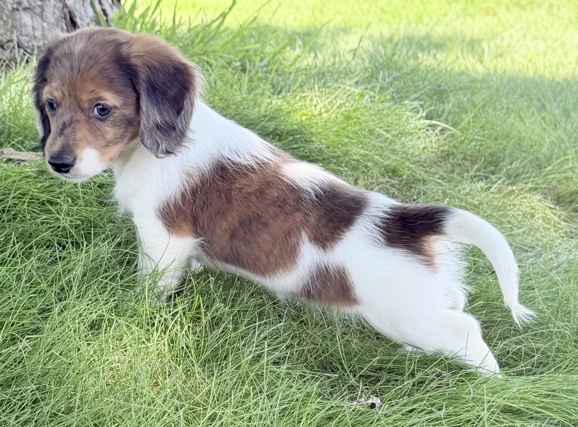 Claire Female Mini Dachshund image 3