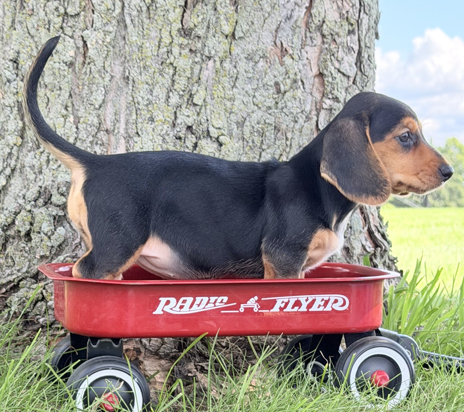 Marla Female Mini Dachshund image 6