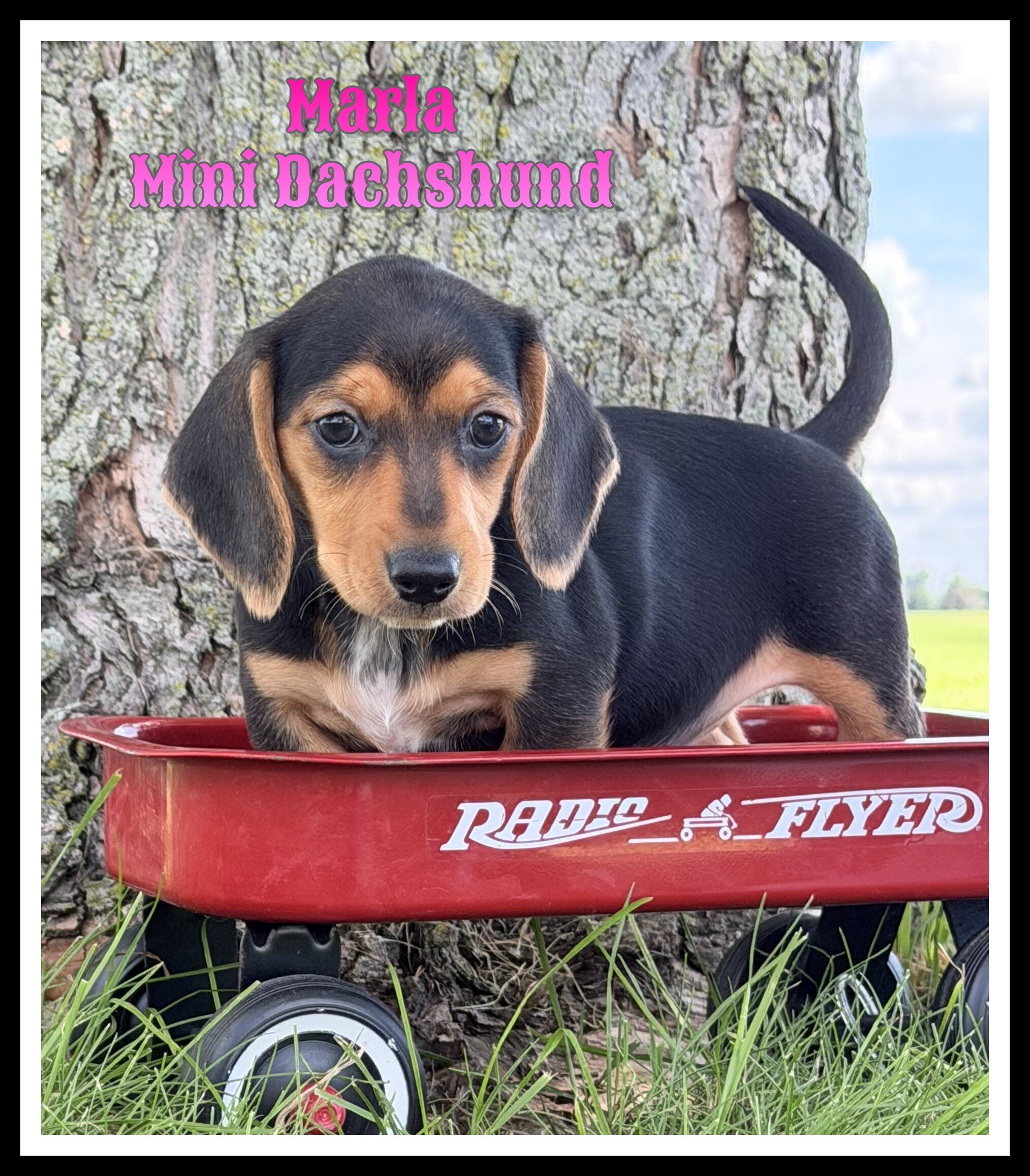 Marla Female Mini Dachshund image 1