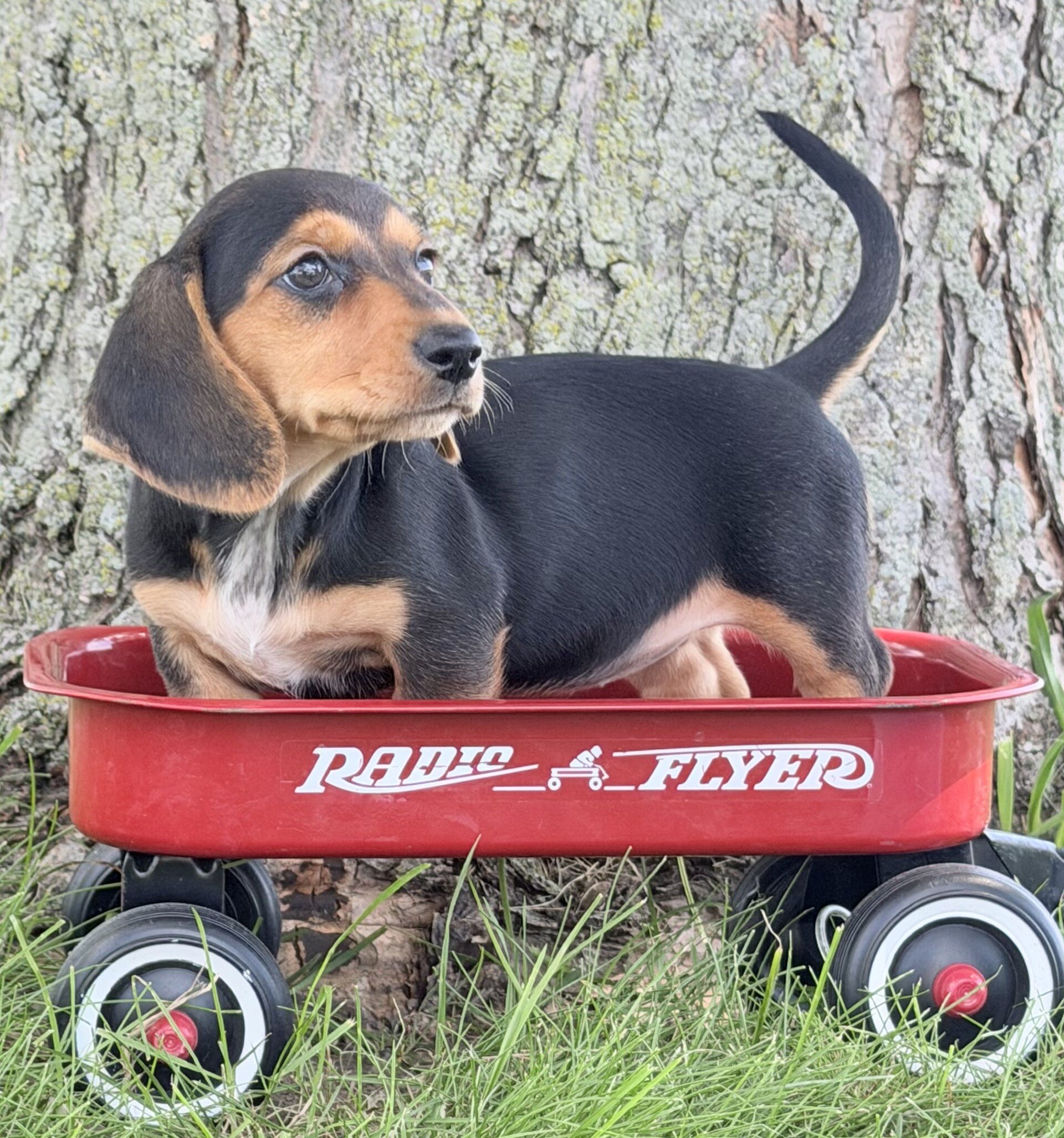 Marla Female Mini Dachshund image 4