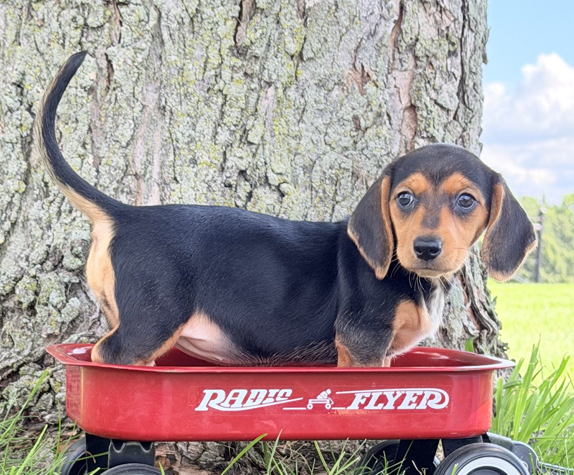 Marla Female Mini Dachshund image 5