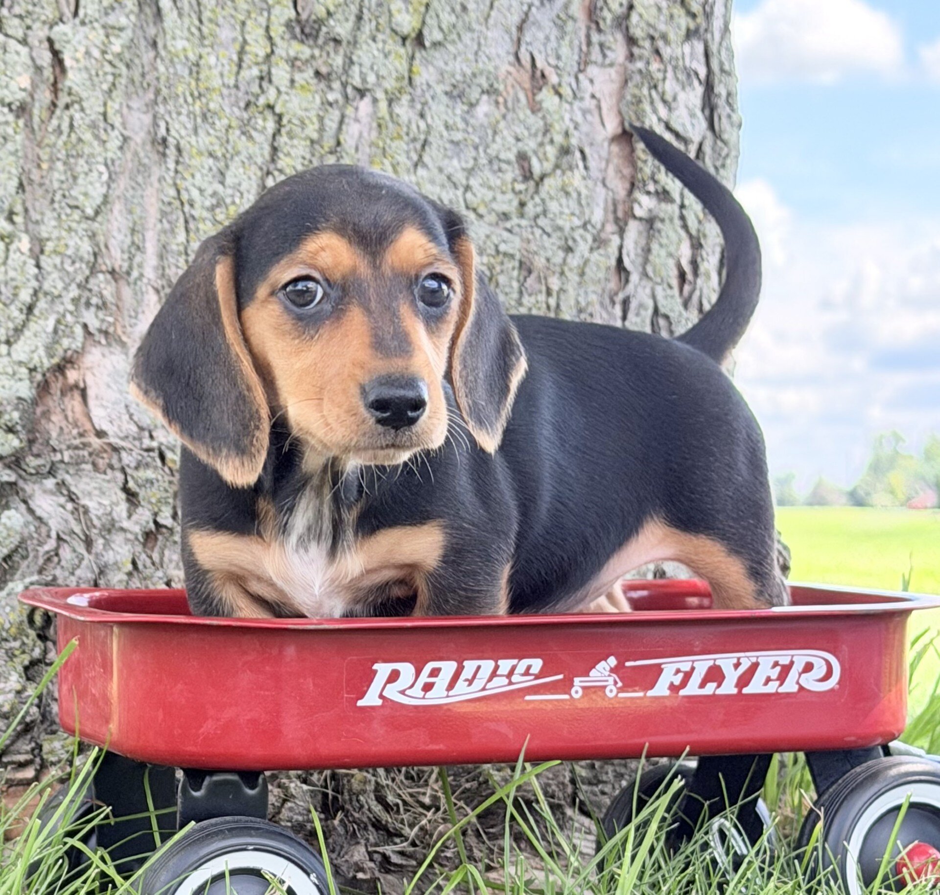 Marla Female Mini Dachshund image 3