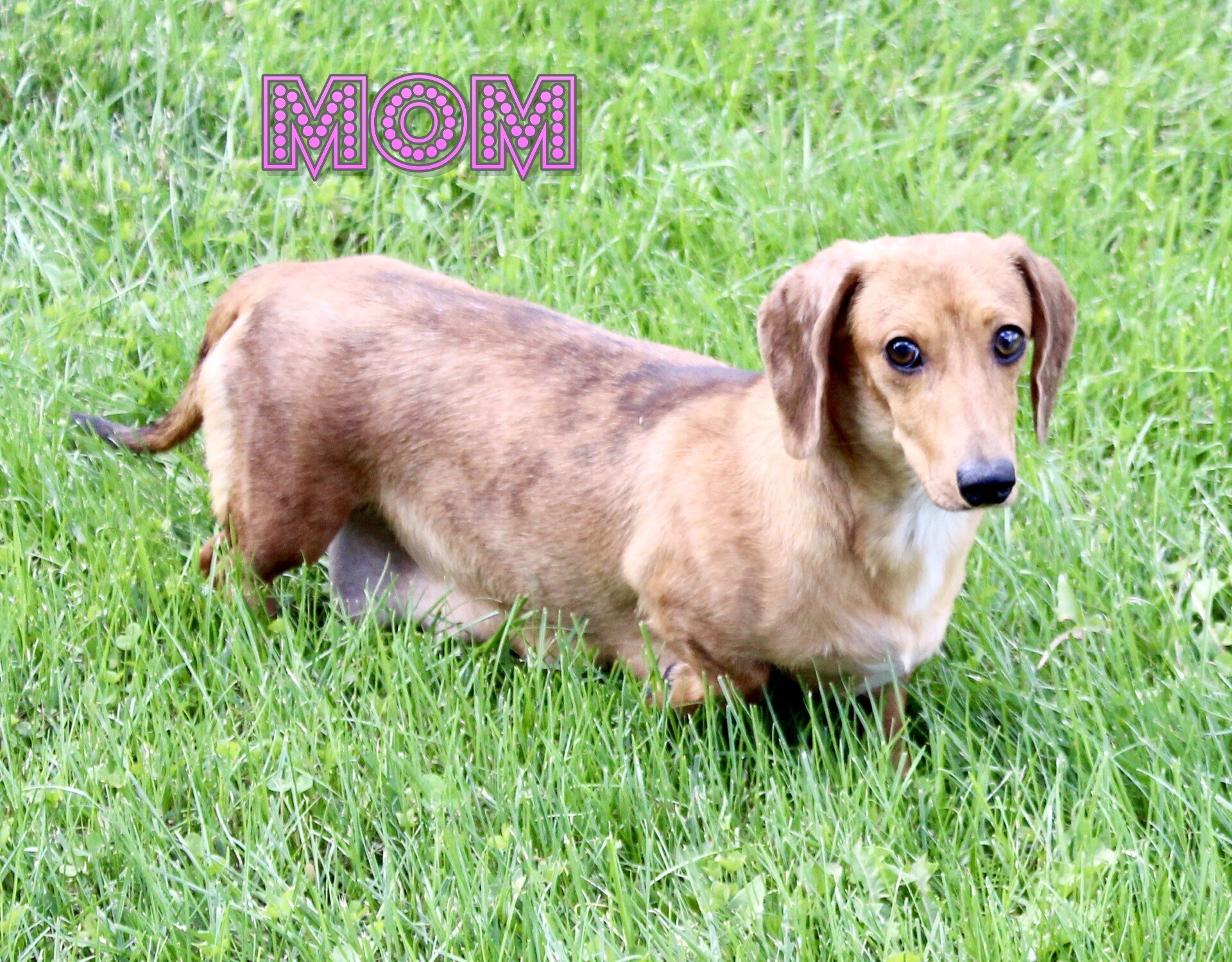 Marla Female Mini Dachshund image 7