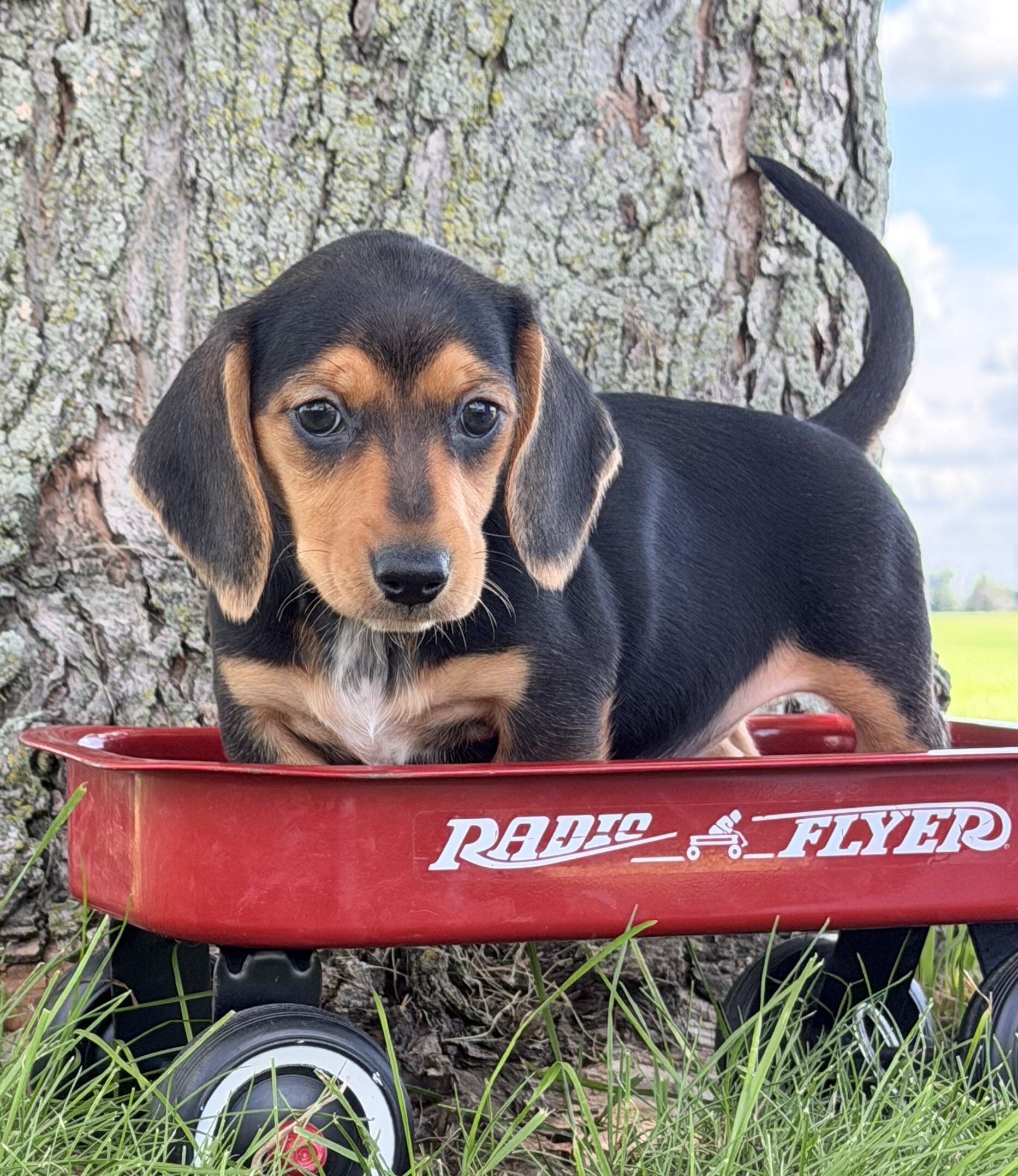 Marla Female Mini Dachshund image 2