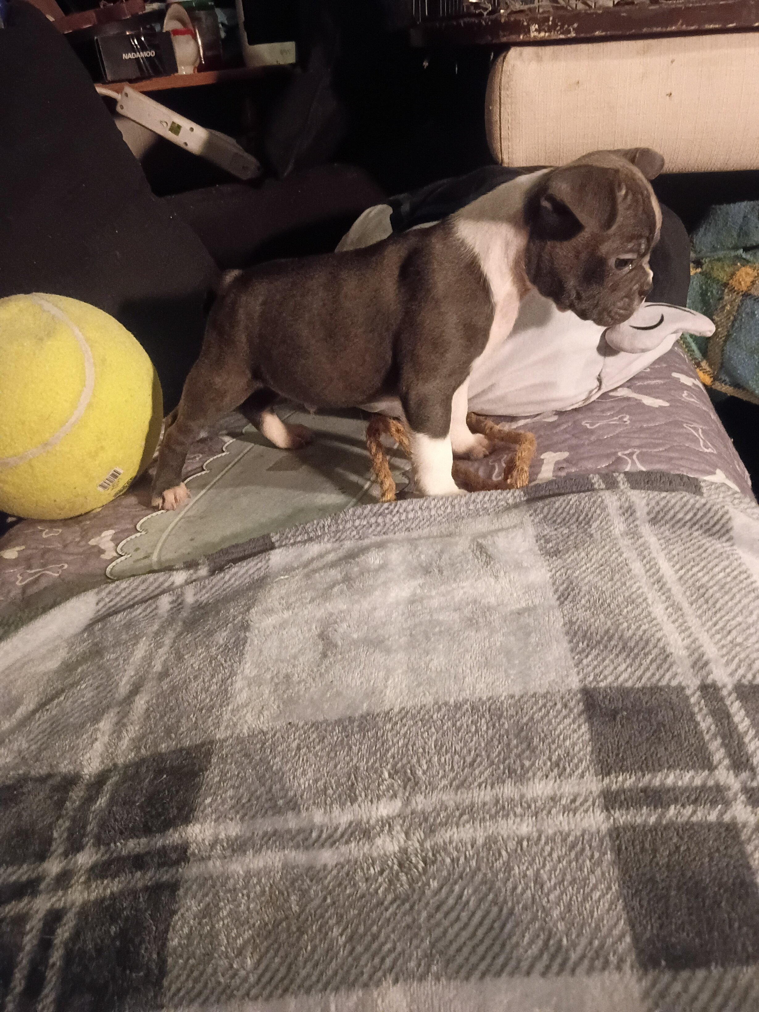 Frenchton puppie image 1
