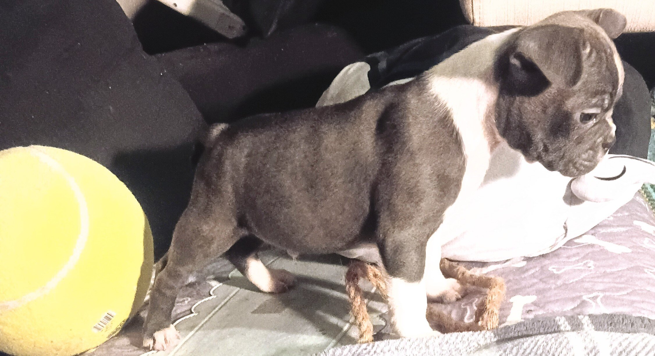 Frenchton puppie image 2
