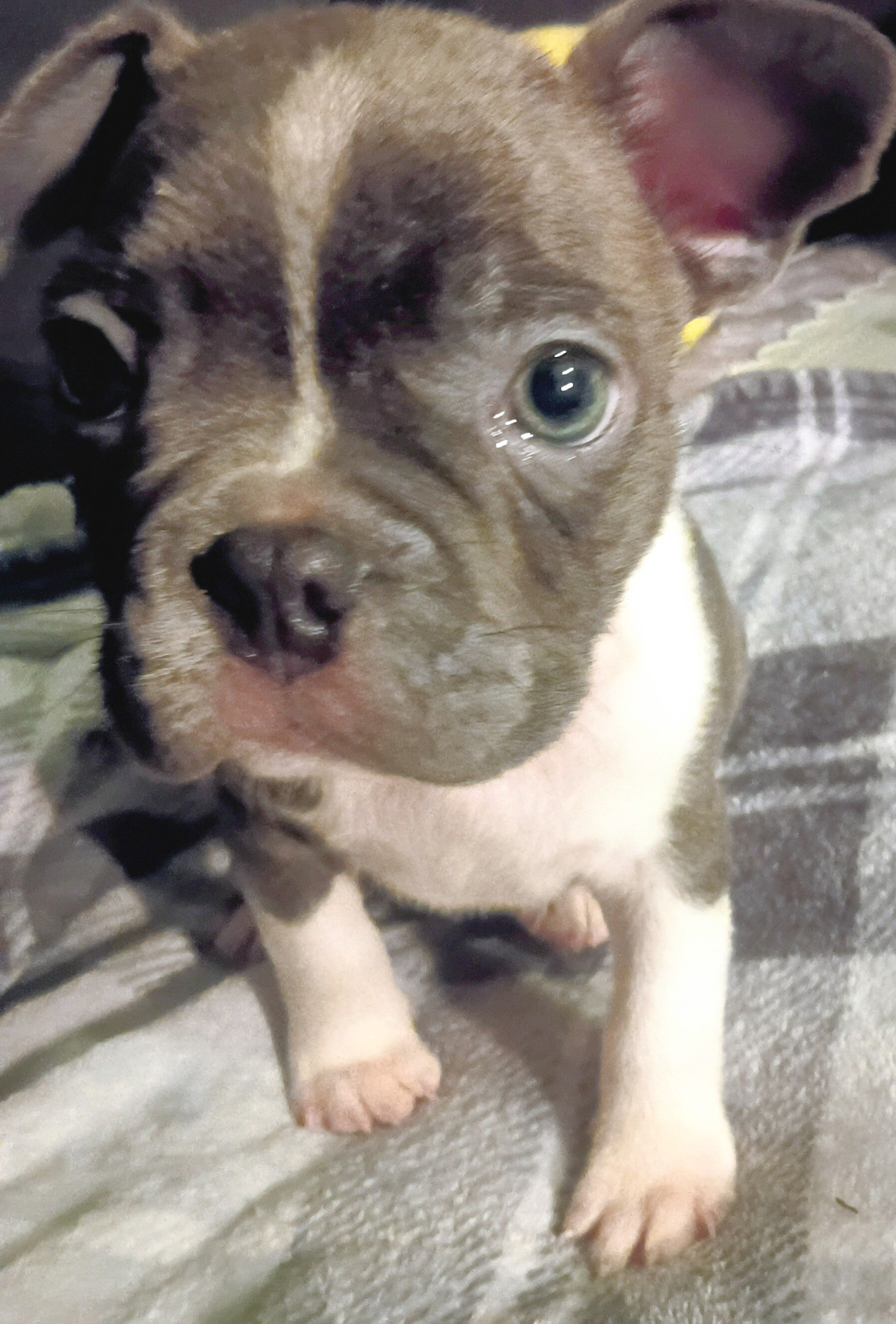 Frenchton puppie image 3