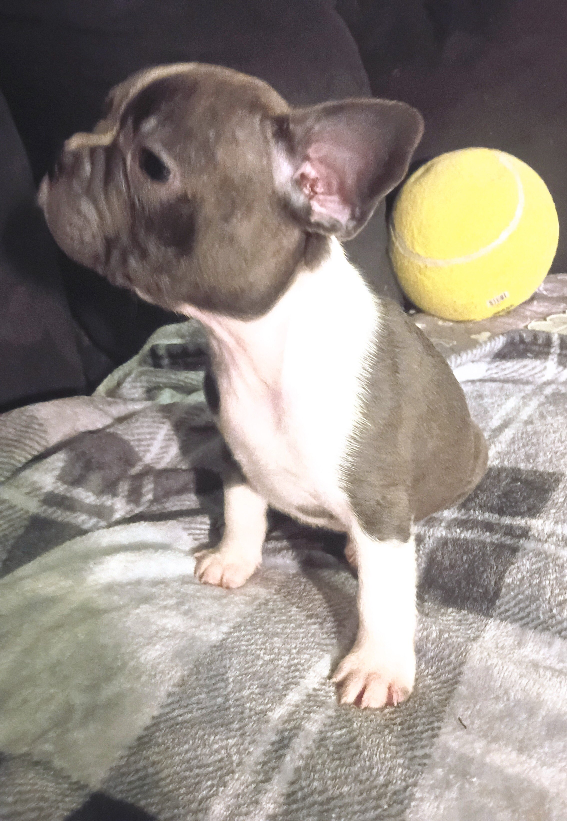 Frenchton puppie image 4